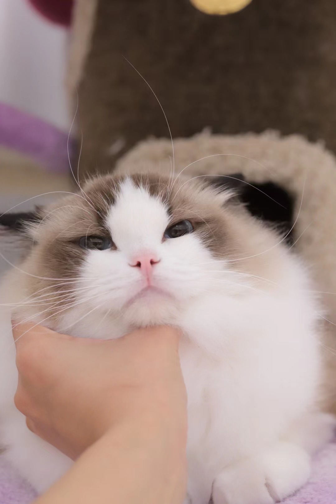 UniquePixie的布偶猫舍
