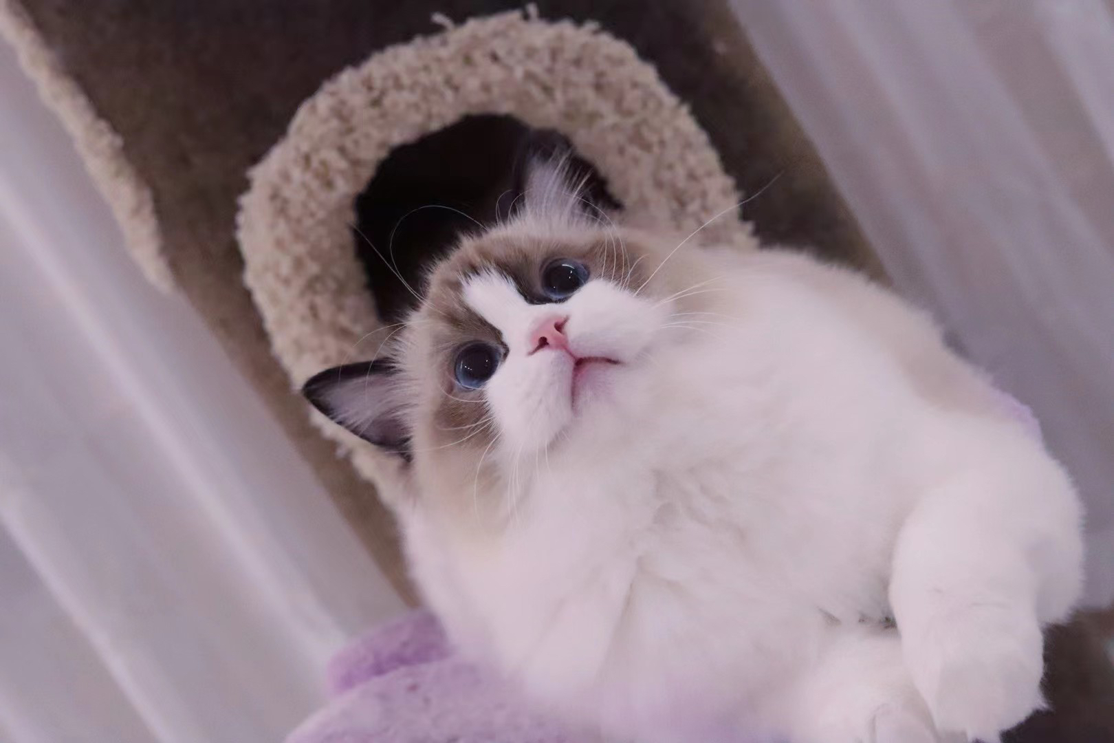 UniquePixie的布偶猫舍