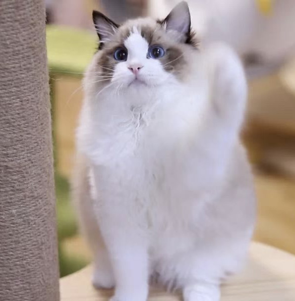 UniquePixie的布偶猫舍