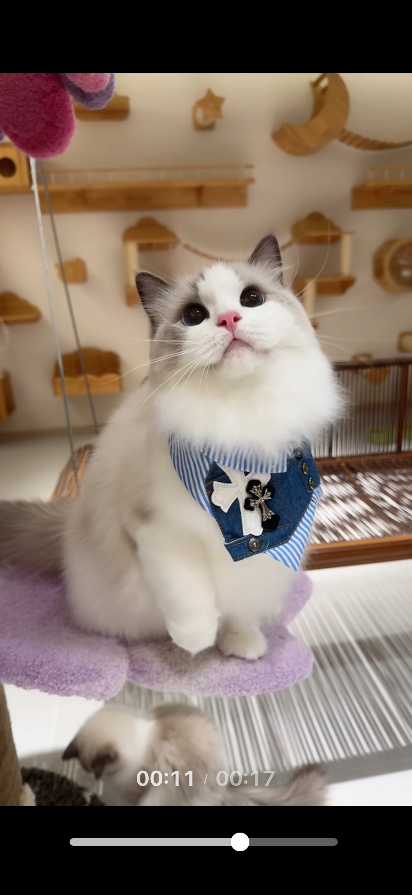 胖仙