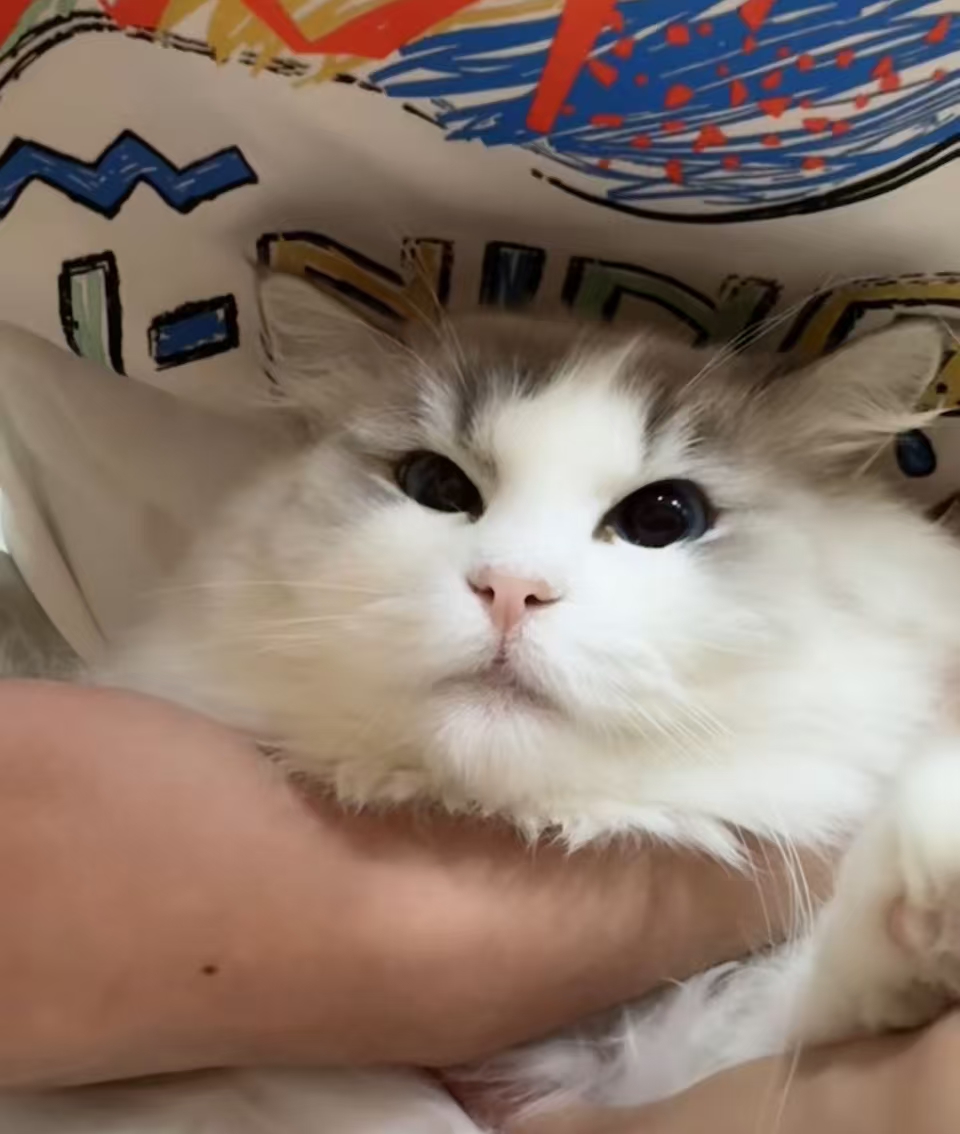 蓝森