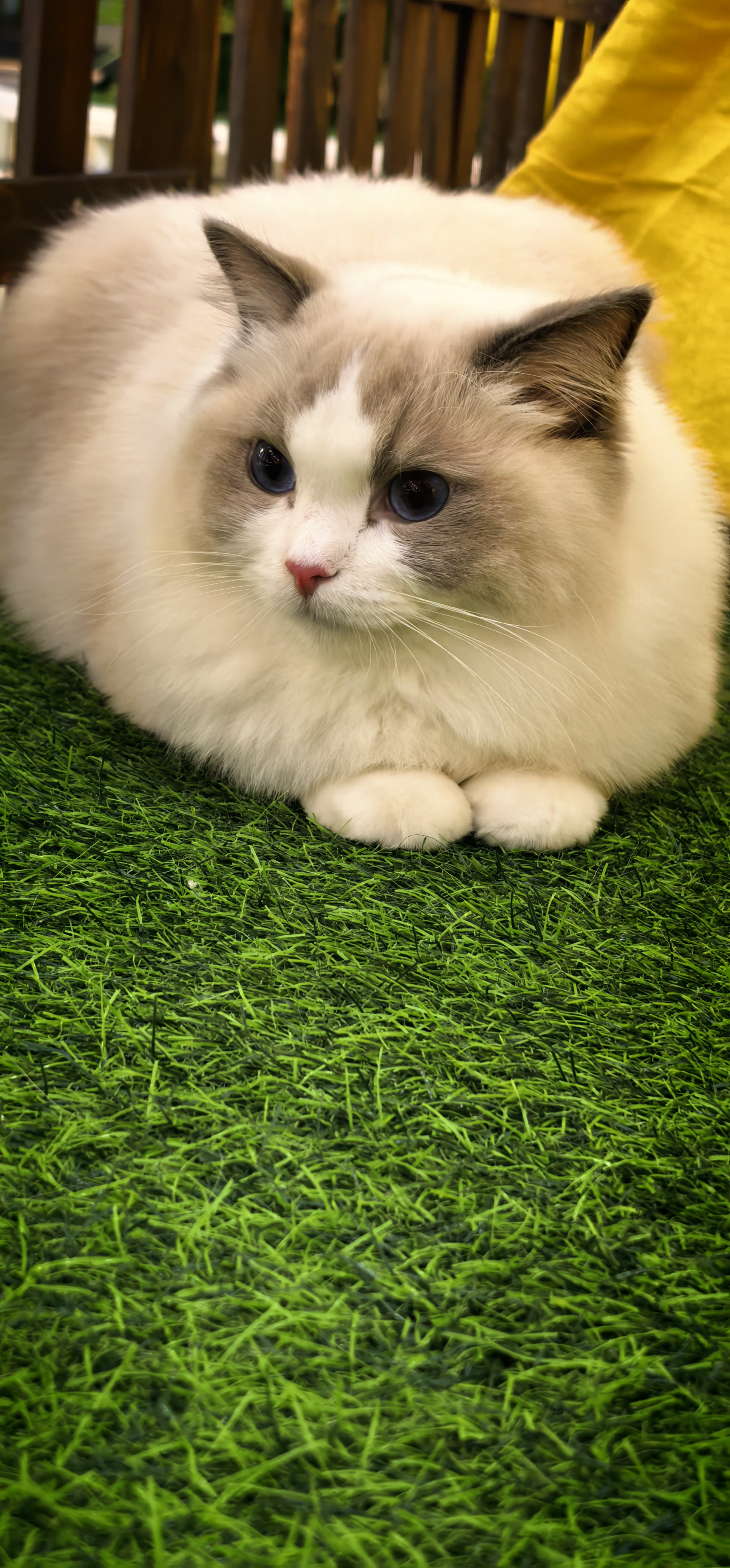 小芝士