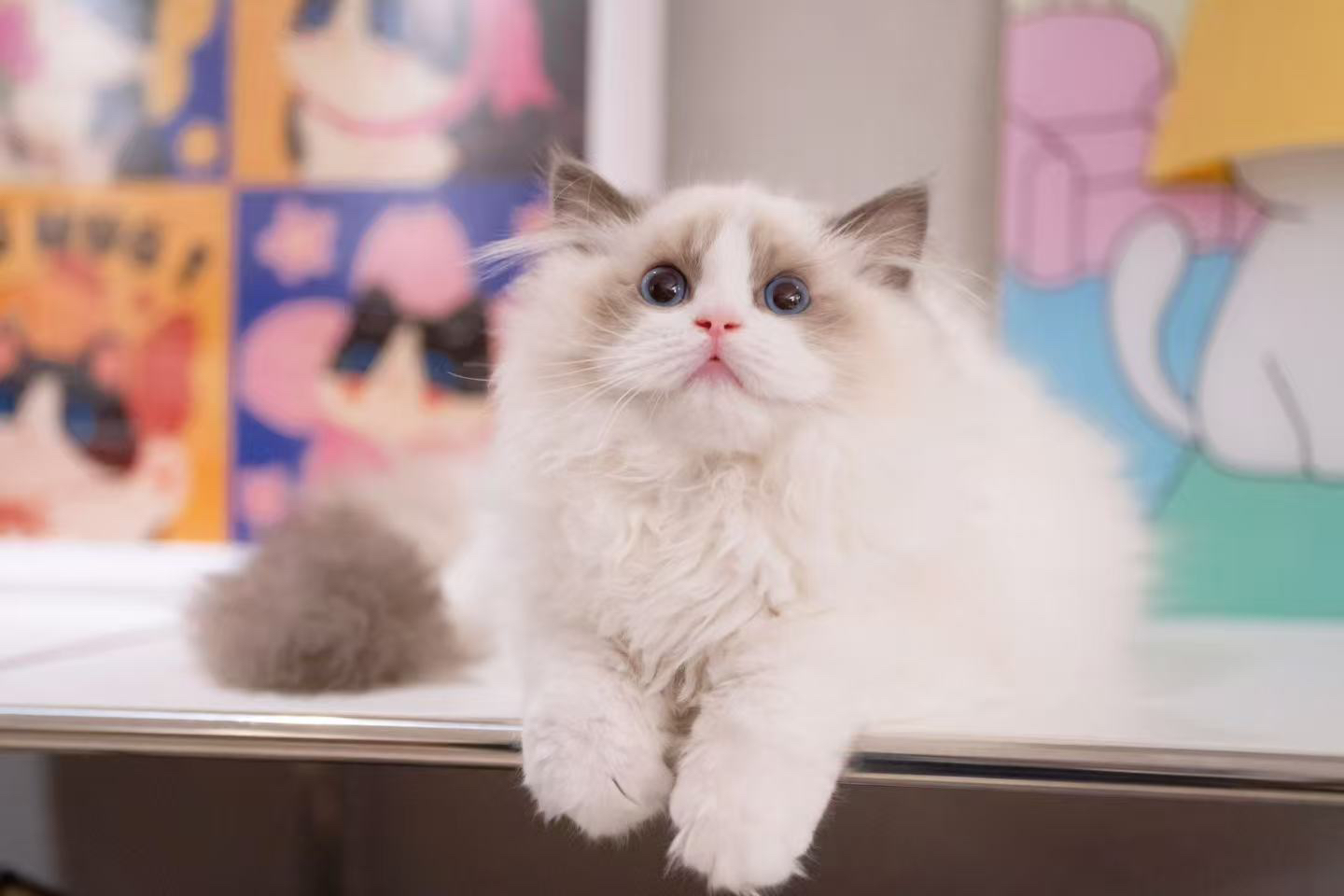 MINOS布偶猫舍