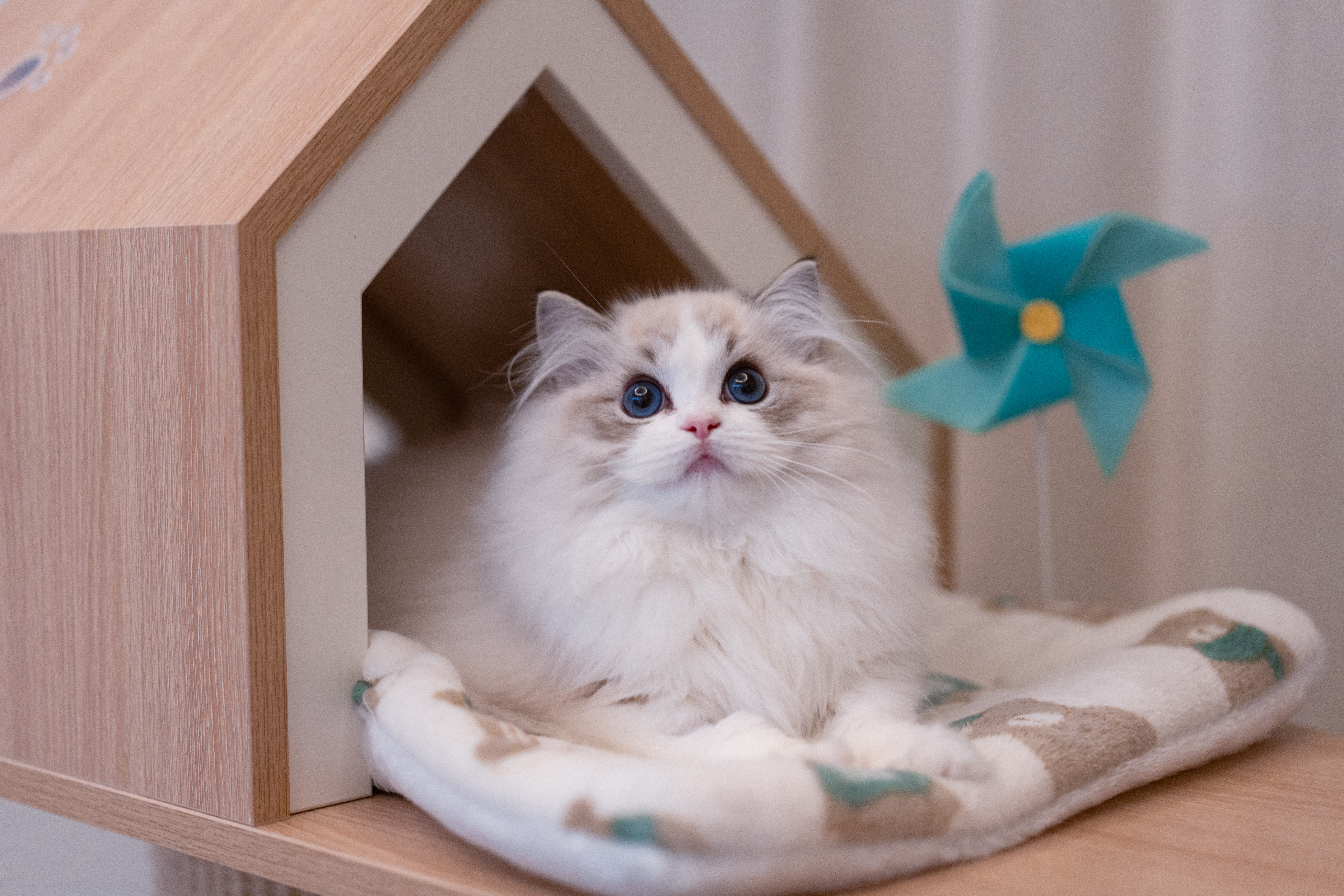 小小煎