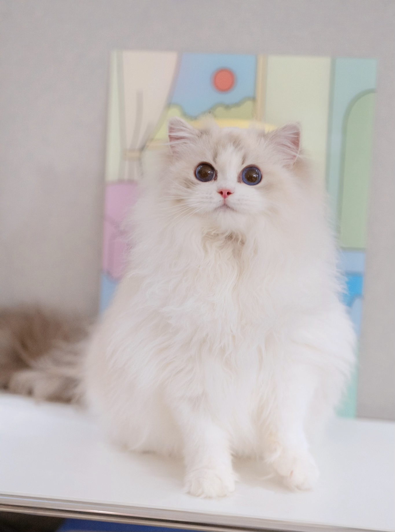 Mokoko