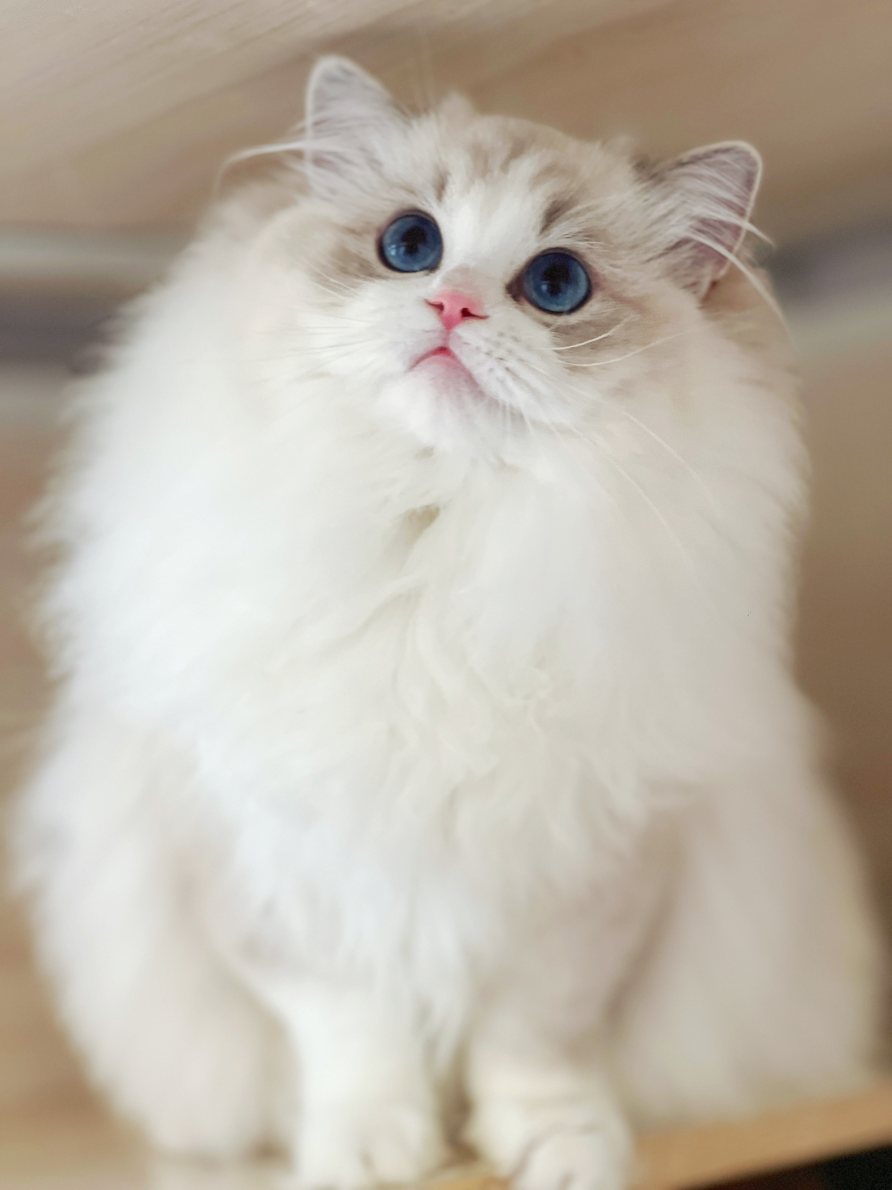 福猪猪