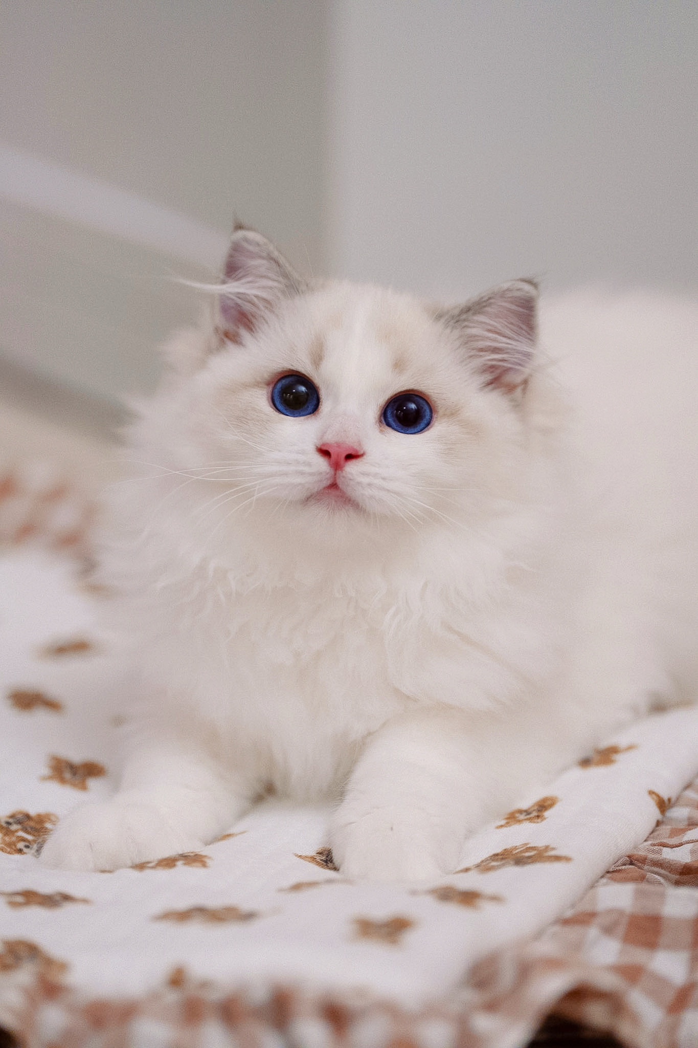 嘬嘬（玫粉） 4
