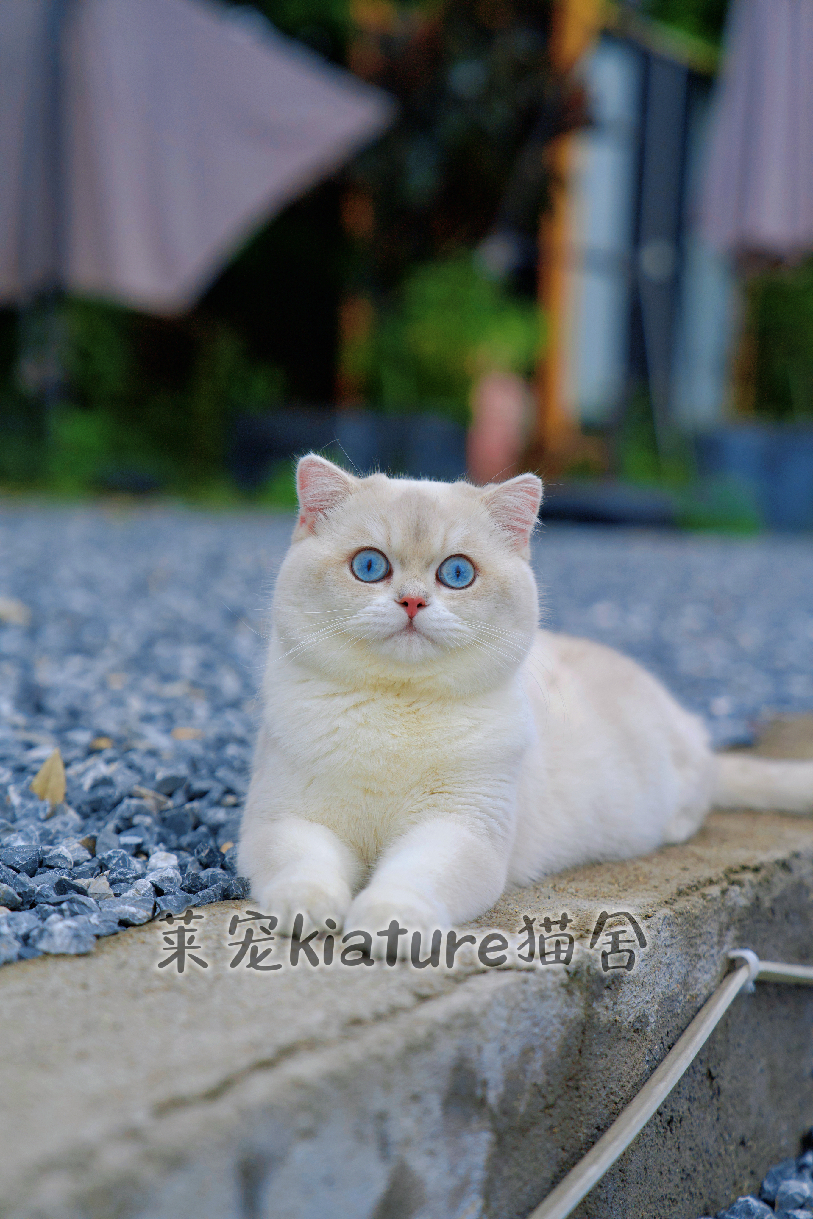 朱肠粉