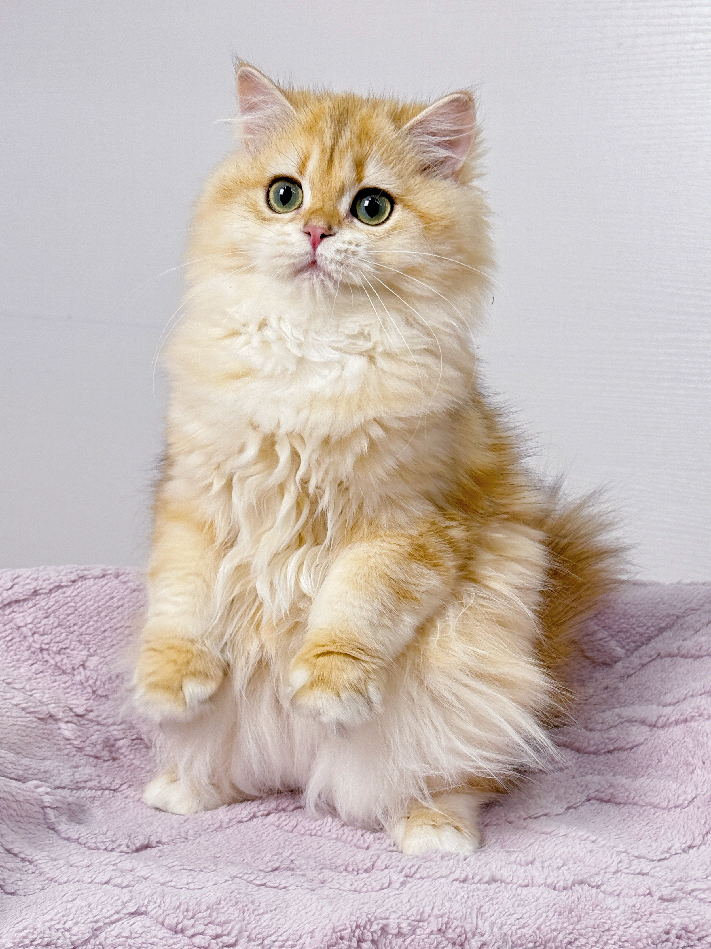 Asu阿素的猫猫
