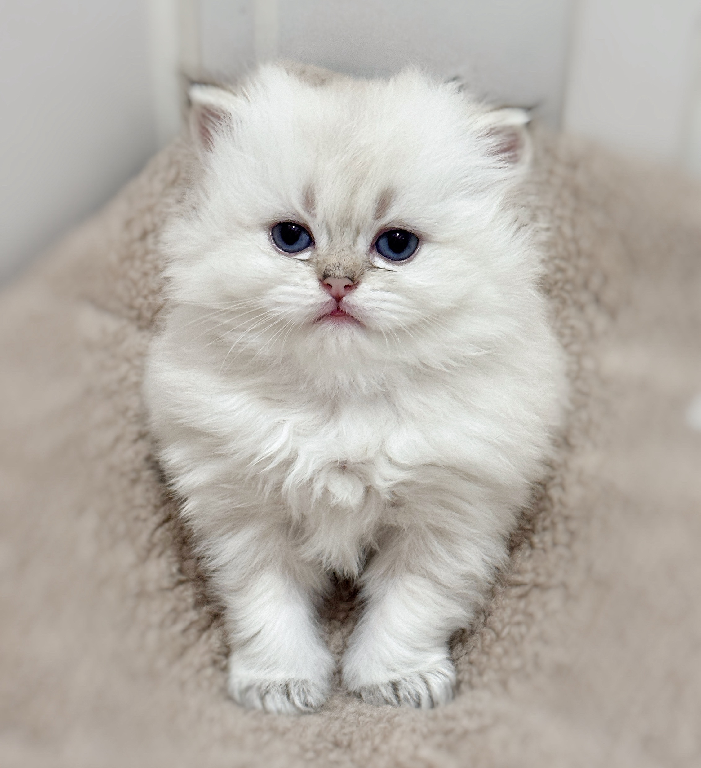 Asu阿素的猫猫