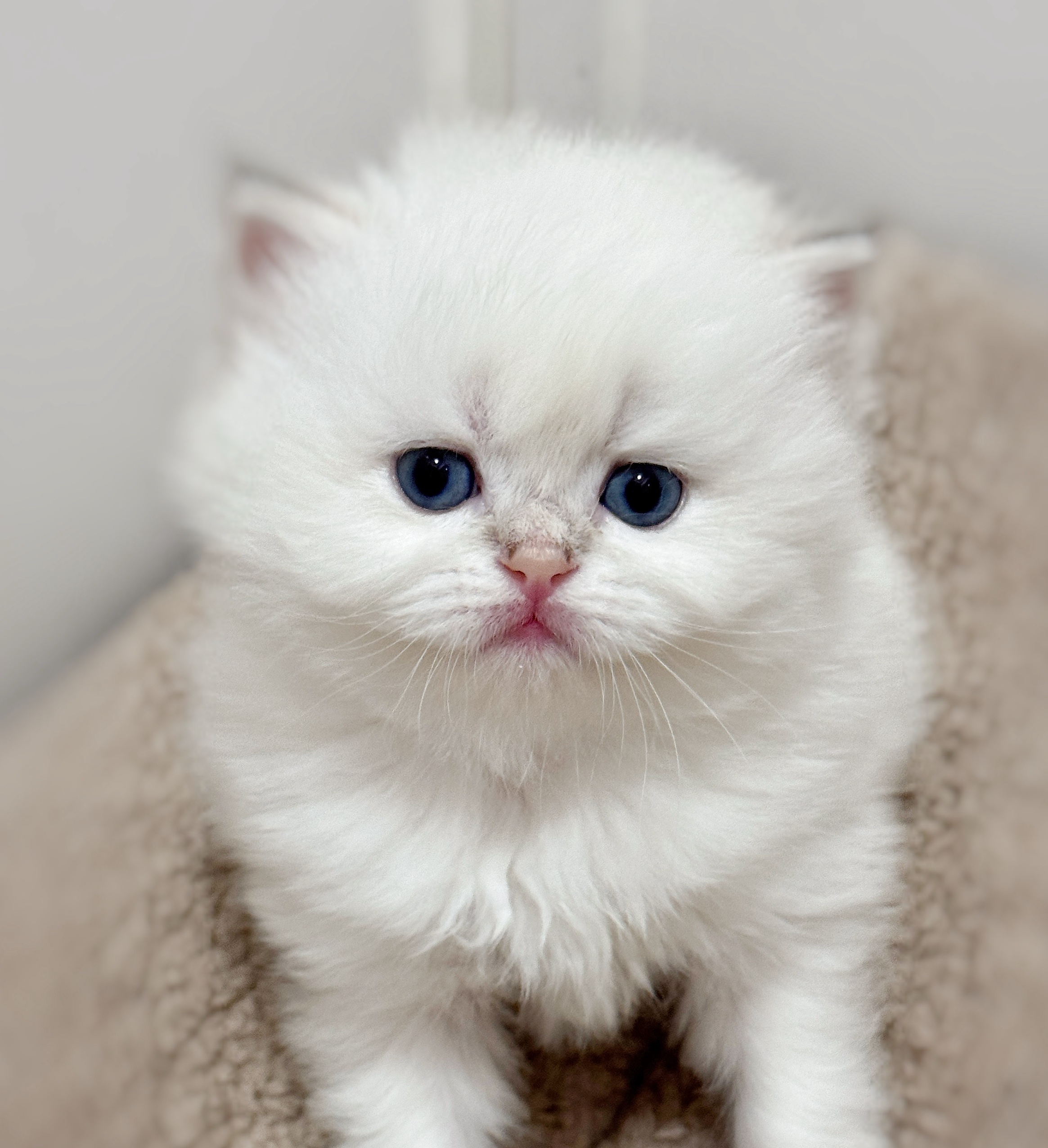Asu阿素的猫猫