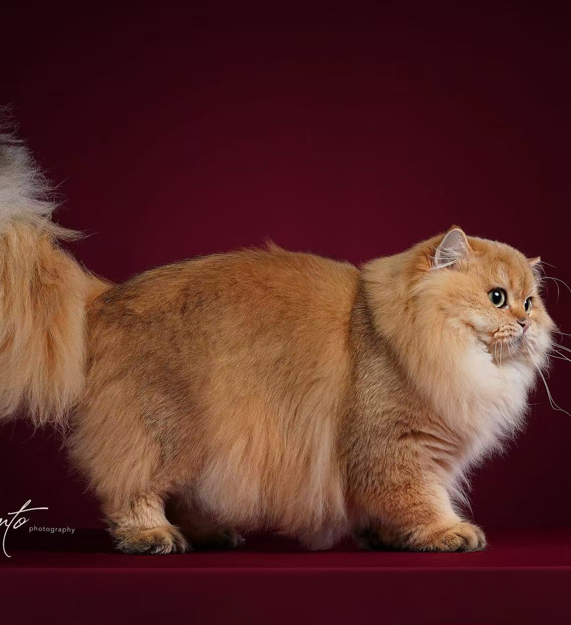 Asu阿素的猫猫