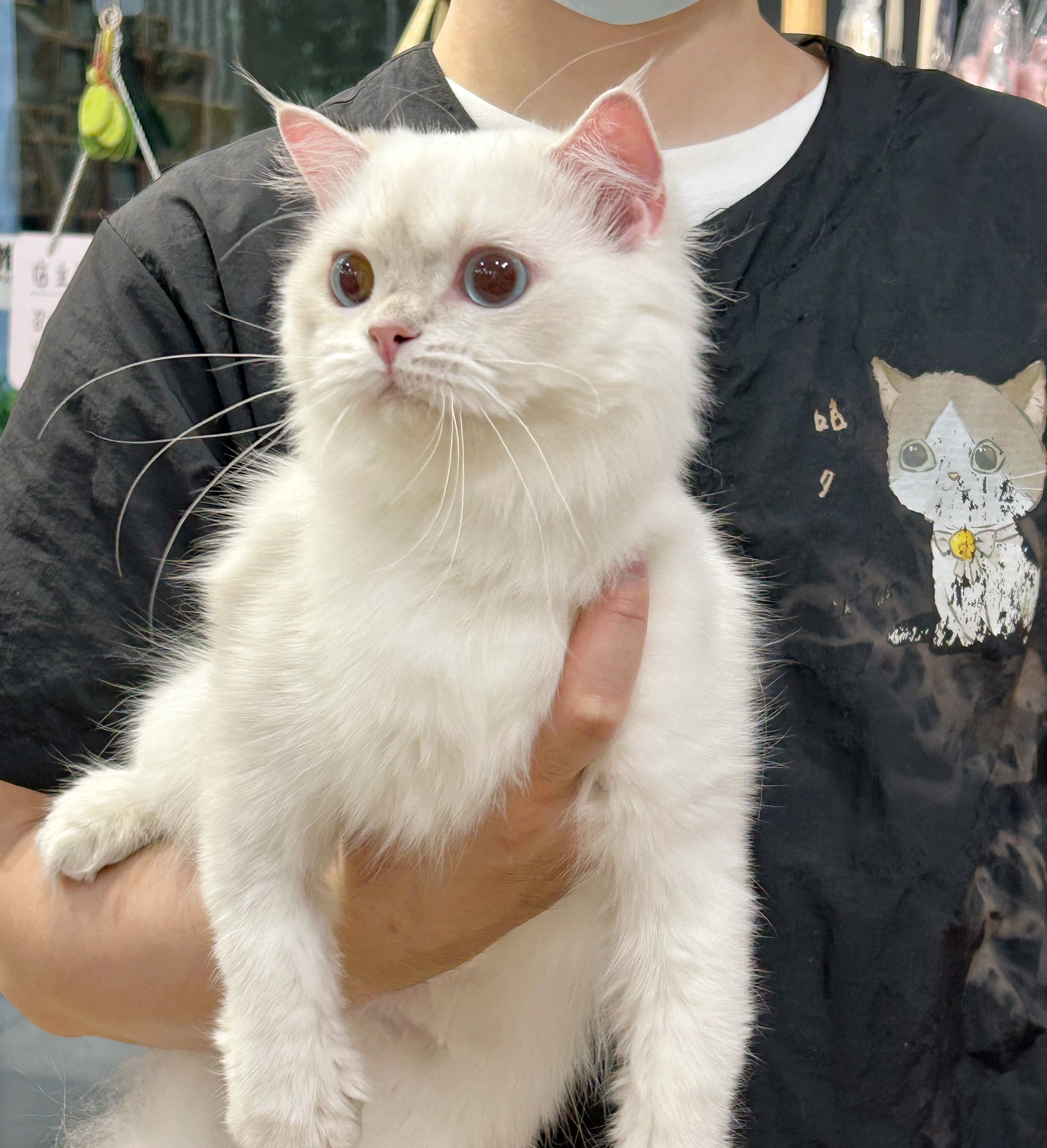 Asu阿素的猫猫