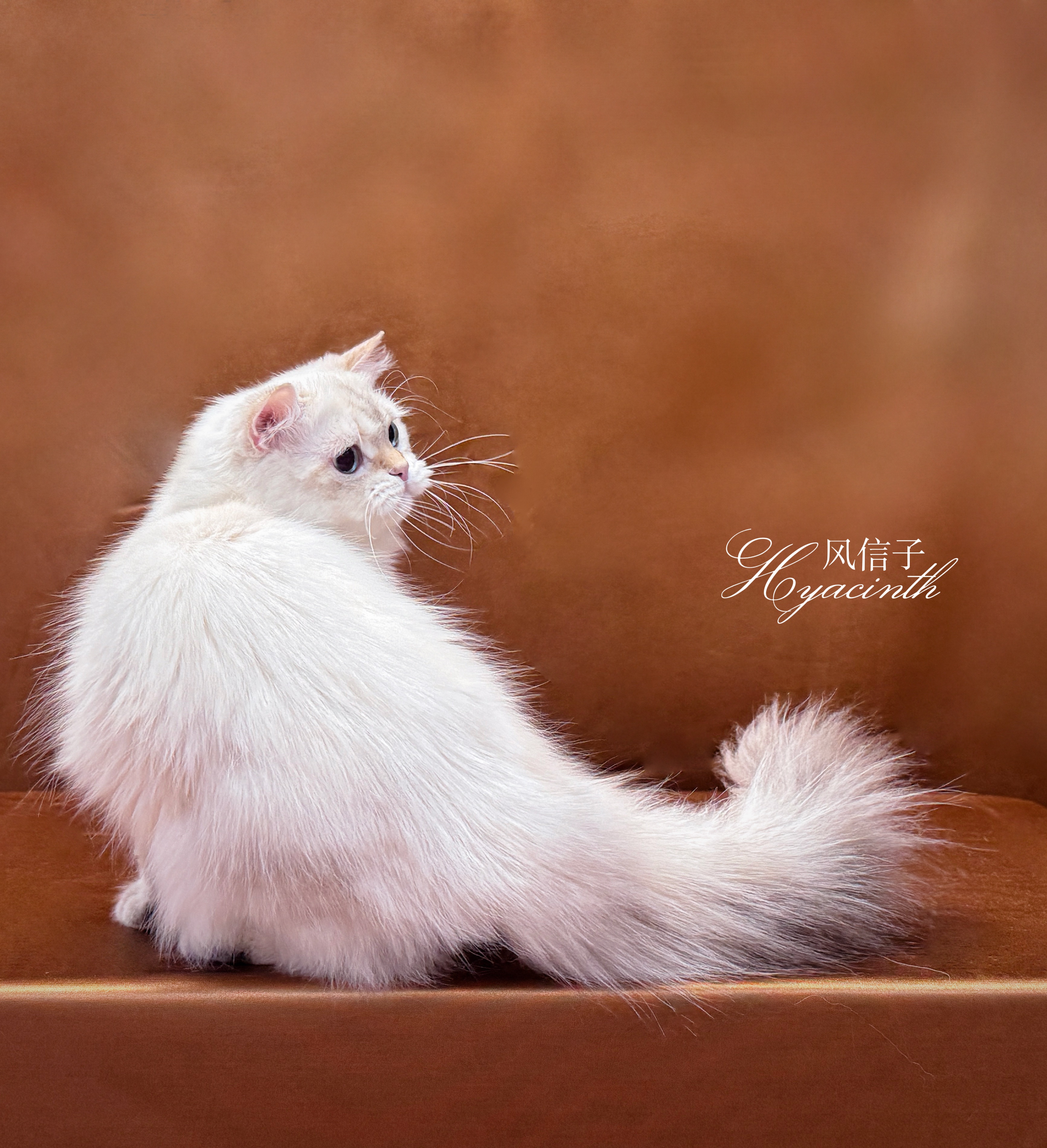 Asu阿素的猫猫