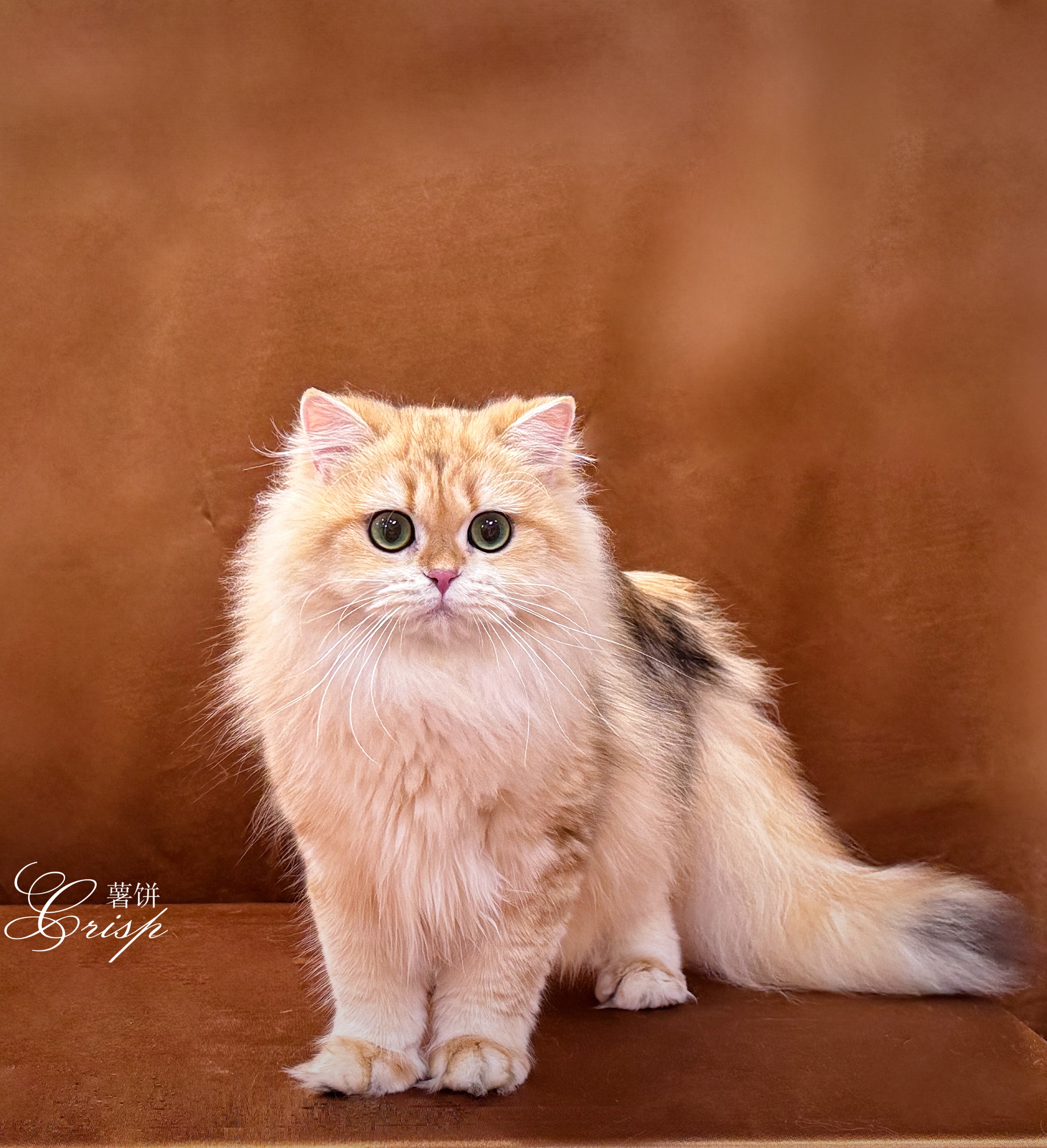 Asu阿素的猫猫