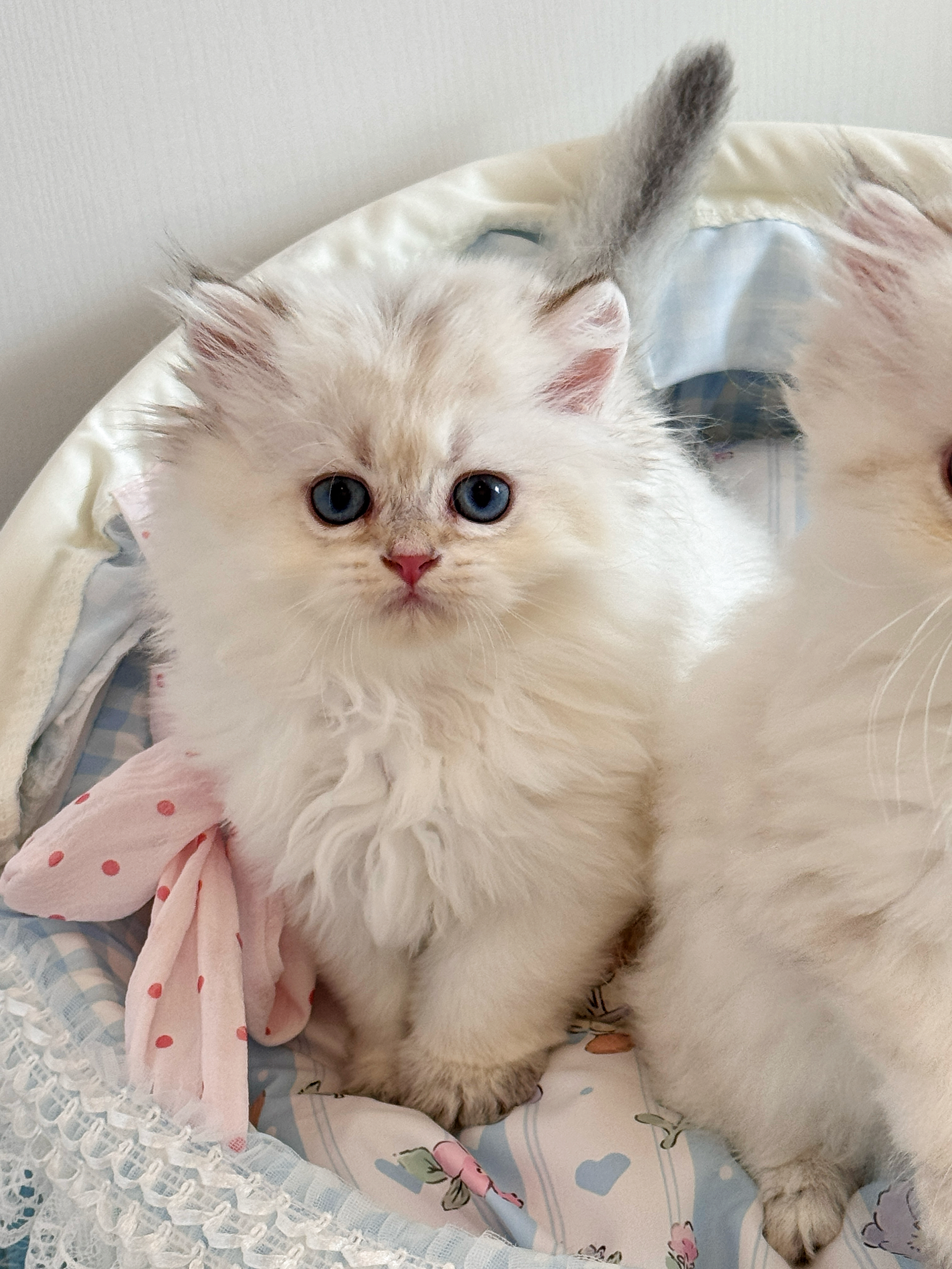 Otis小壮 2