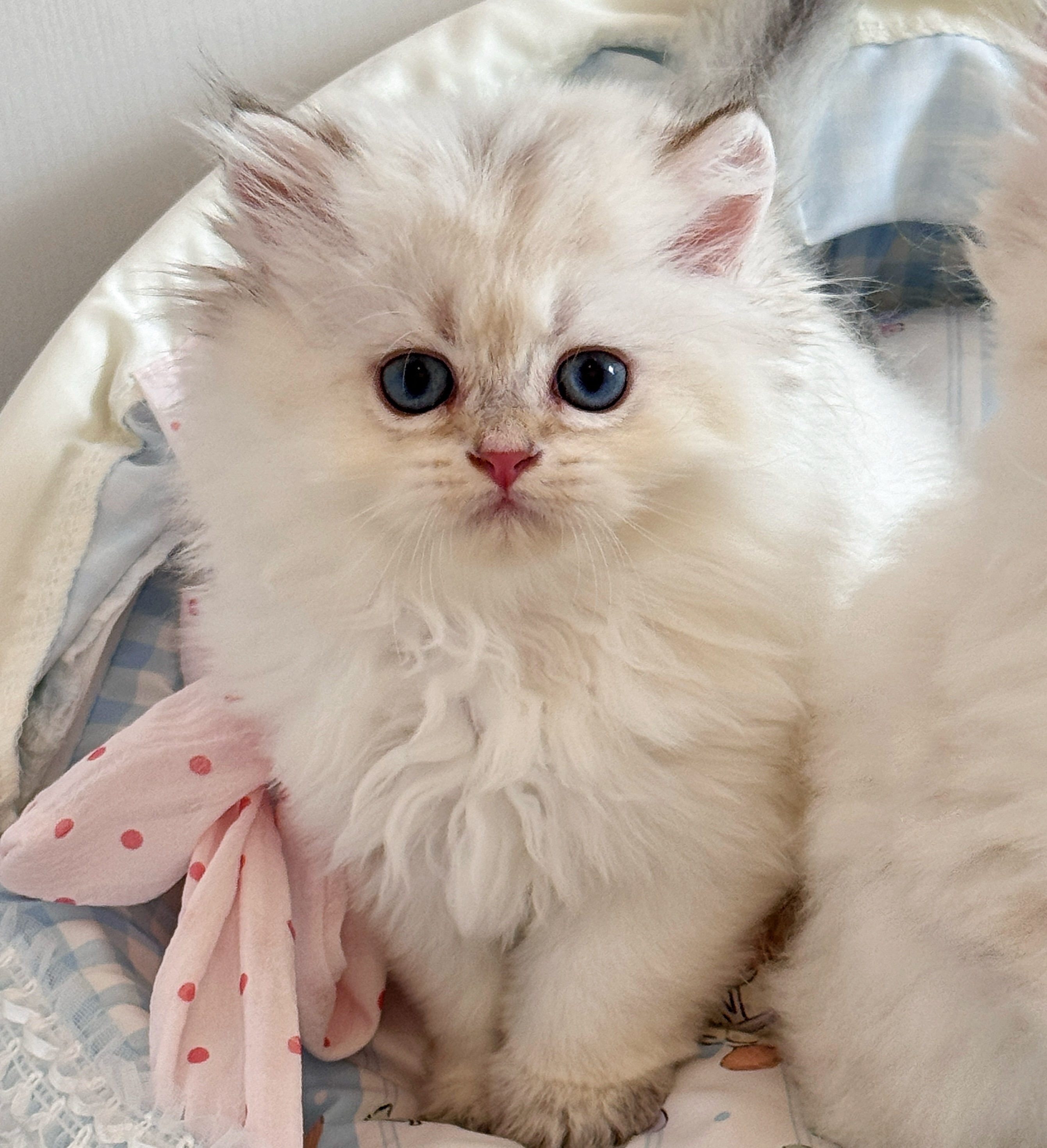 Otis小壮