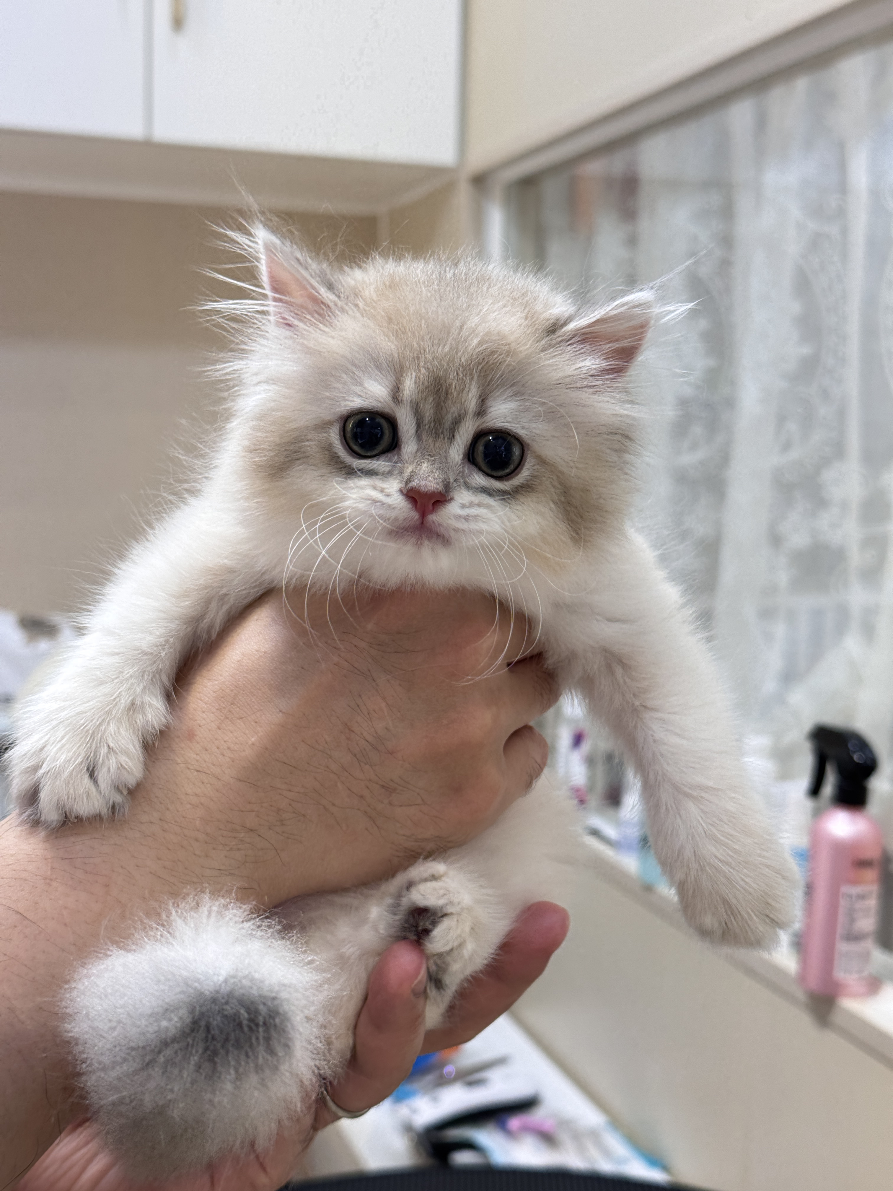 新翠 2