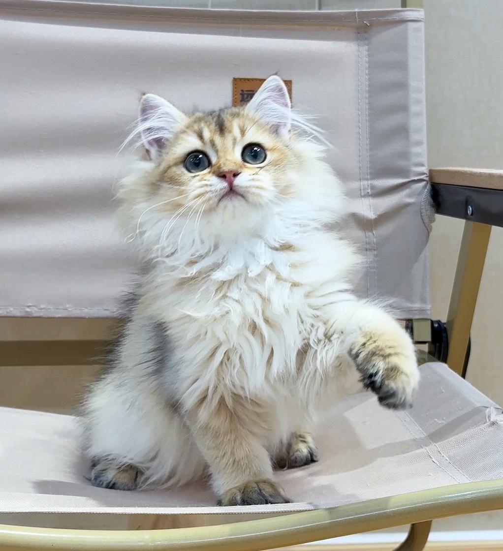 Asu阿素的猫猫
