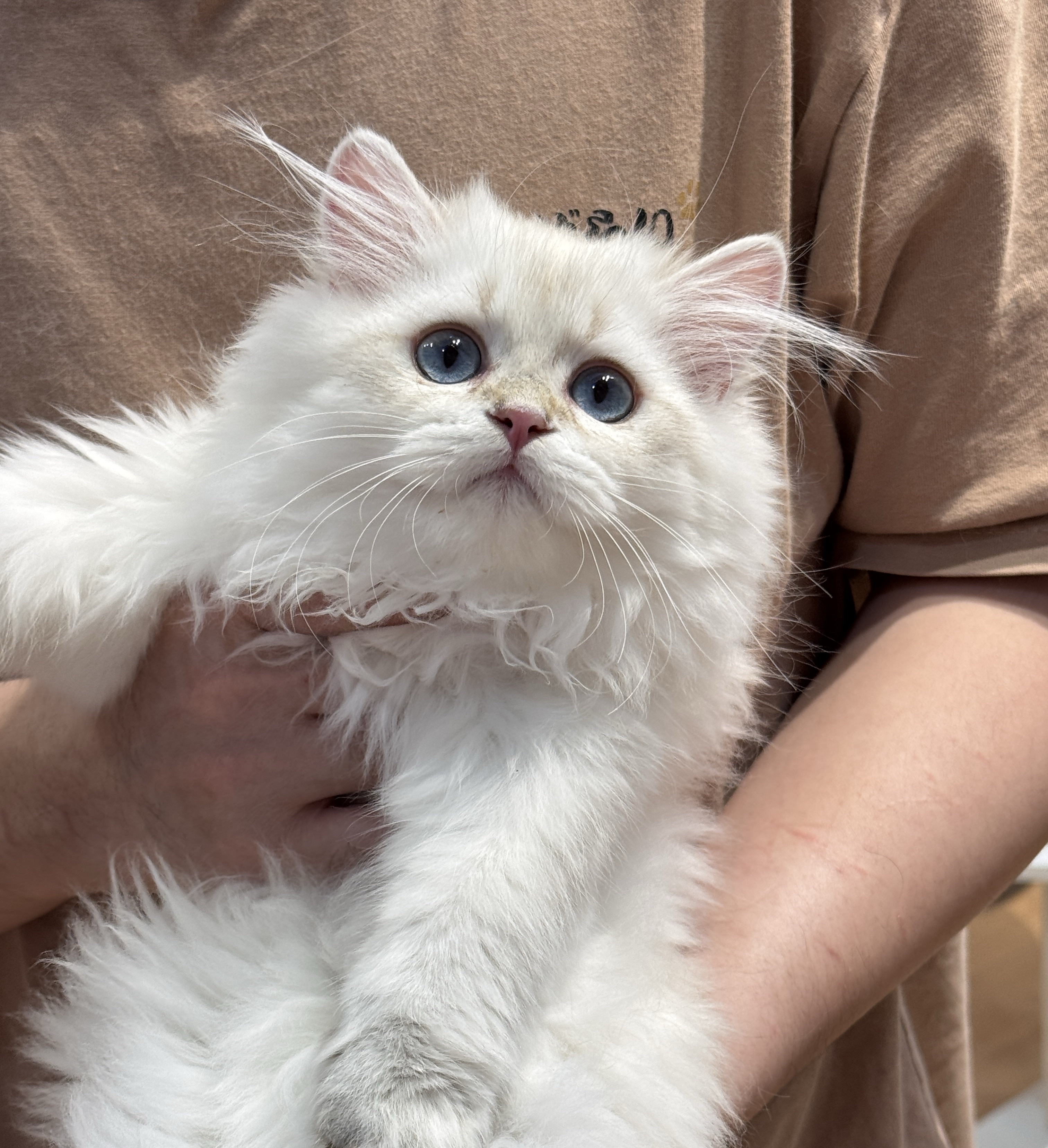 Asu阿素的猫猫
