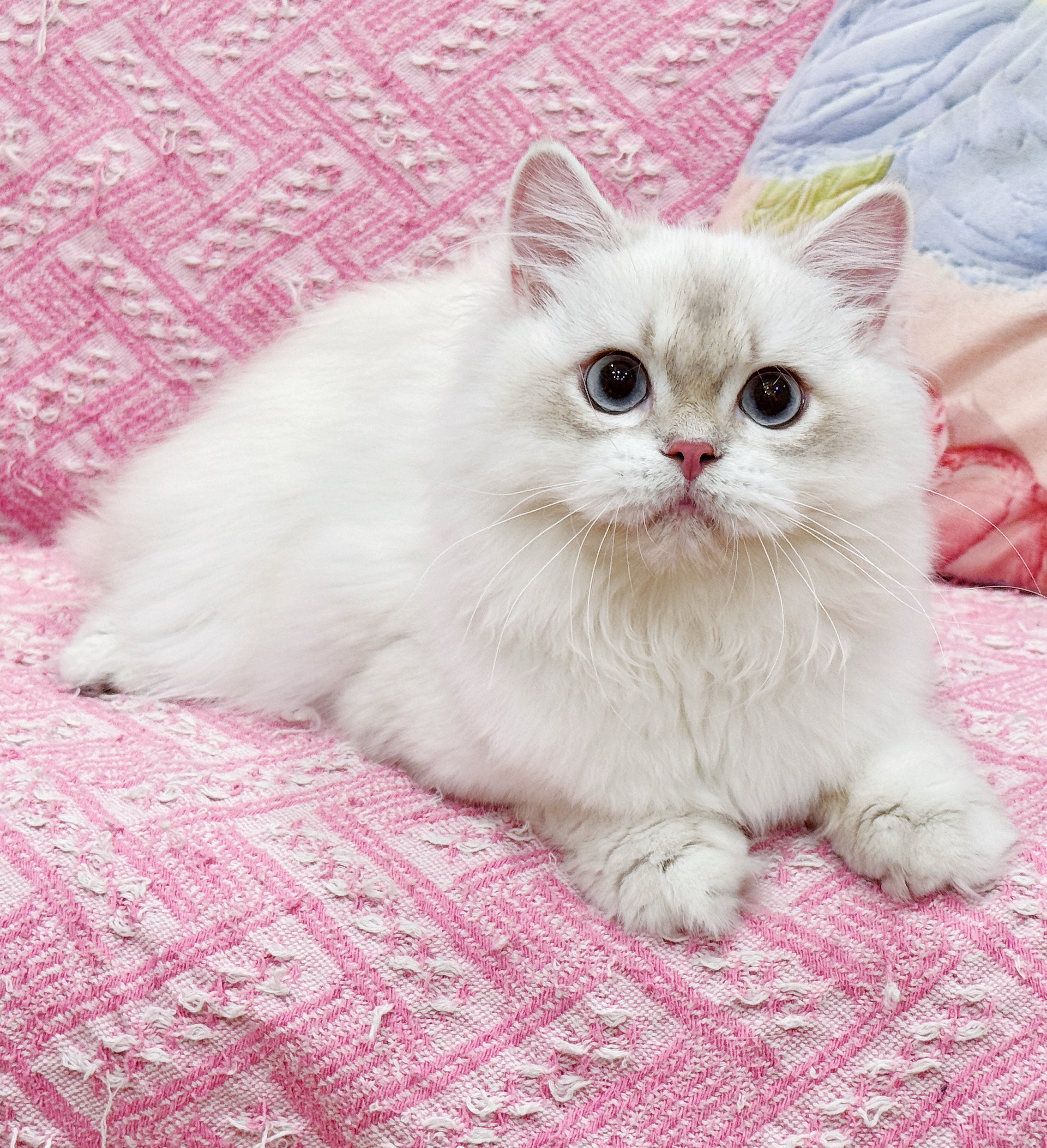 Asu阿素的猫猫