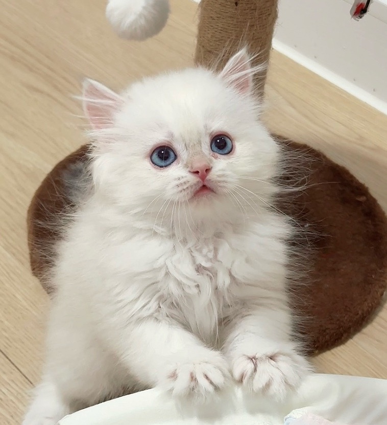 Asu阿素的猫猫