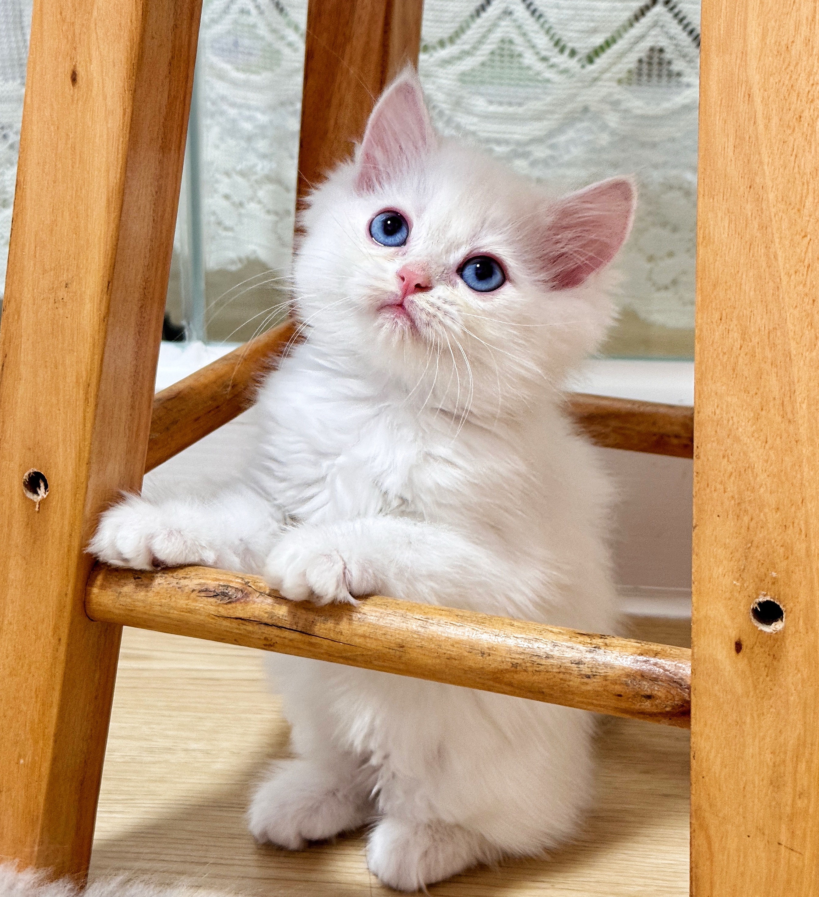 Asu阿素的猫猫