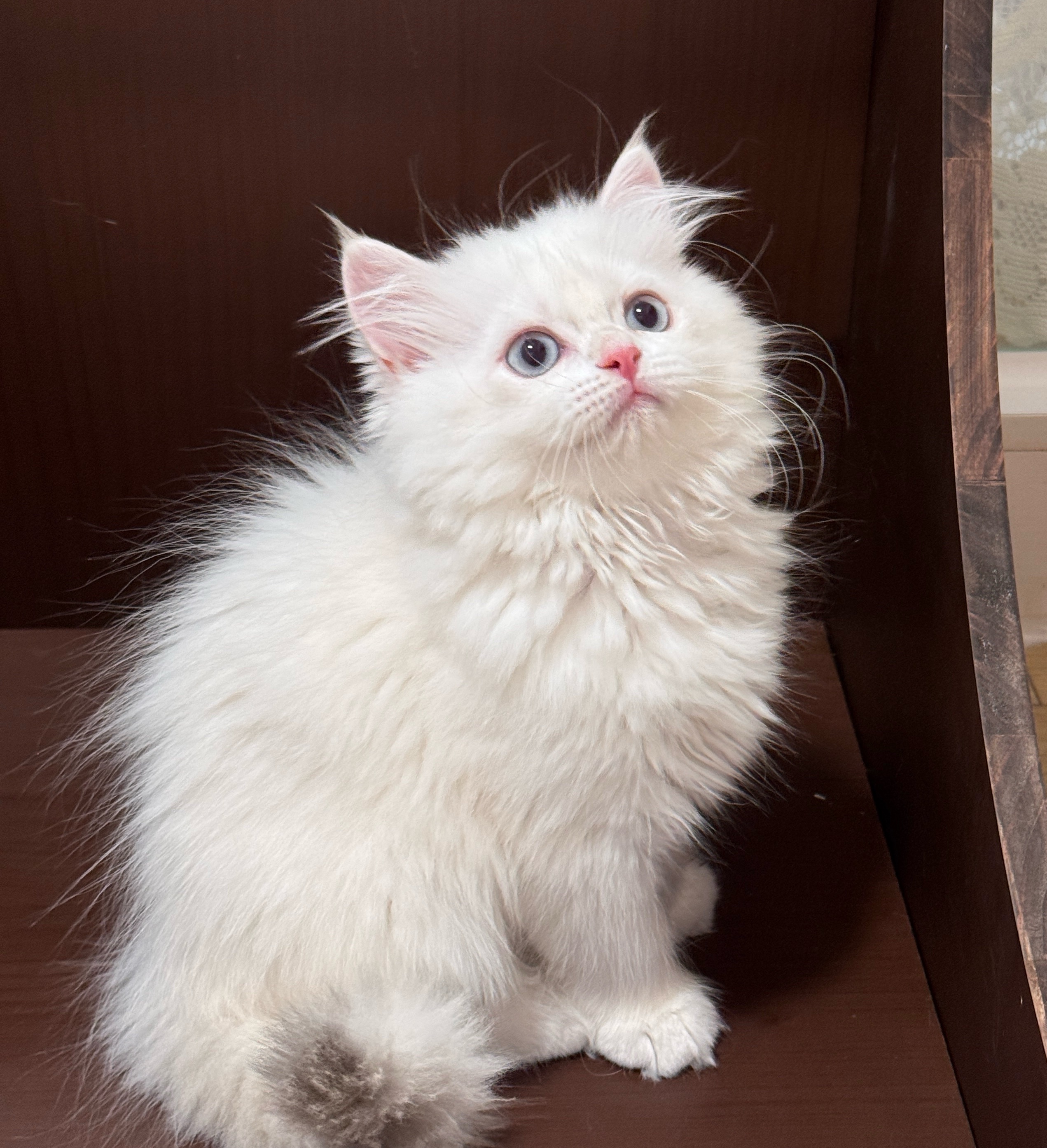 Asu阿素的猫猫
