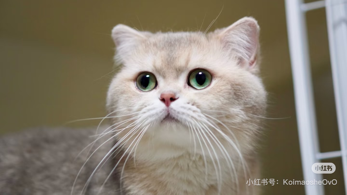 蓝金弟弟 照片 3