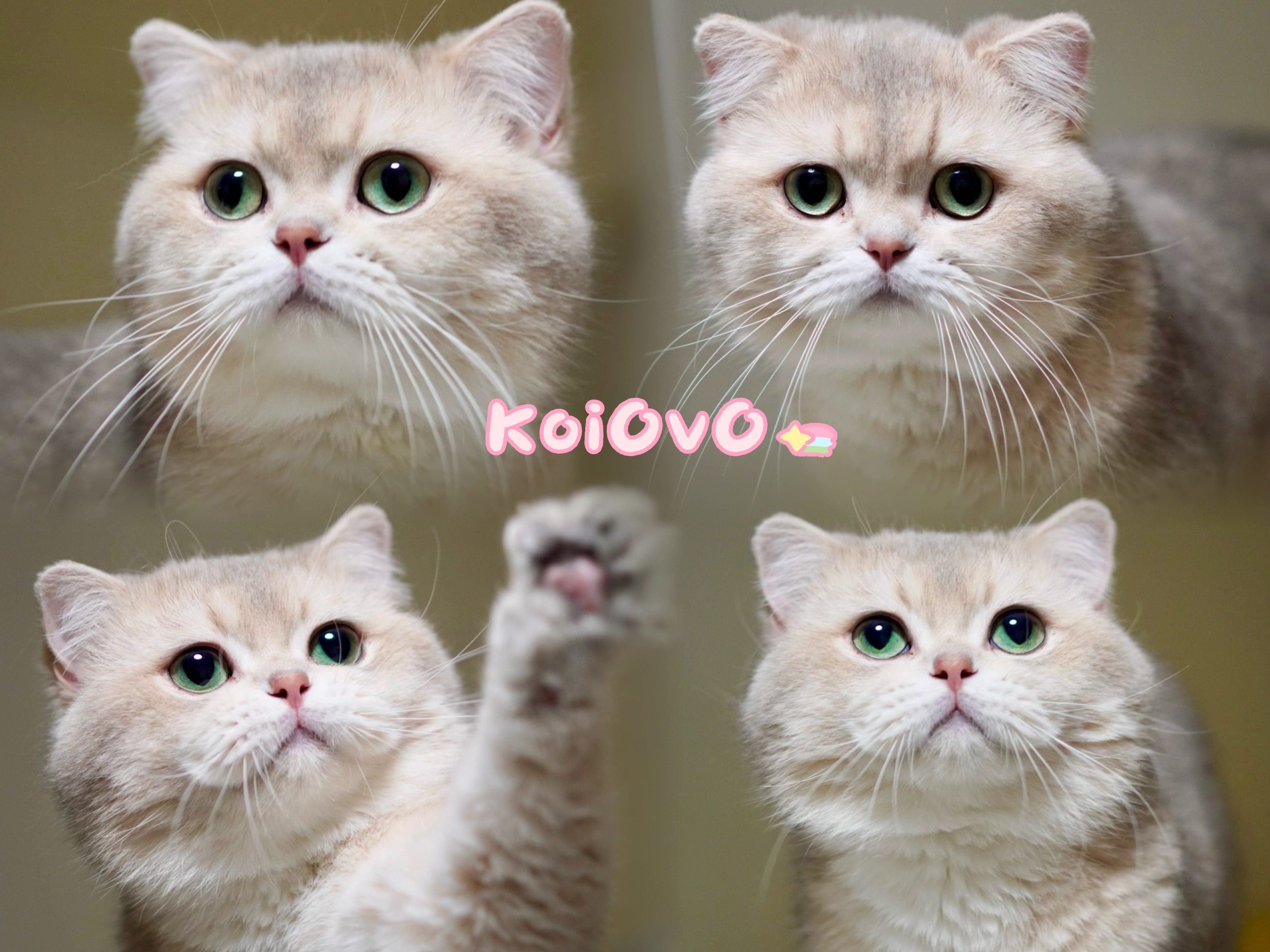 KoiOvO稀有色渐层猫舍