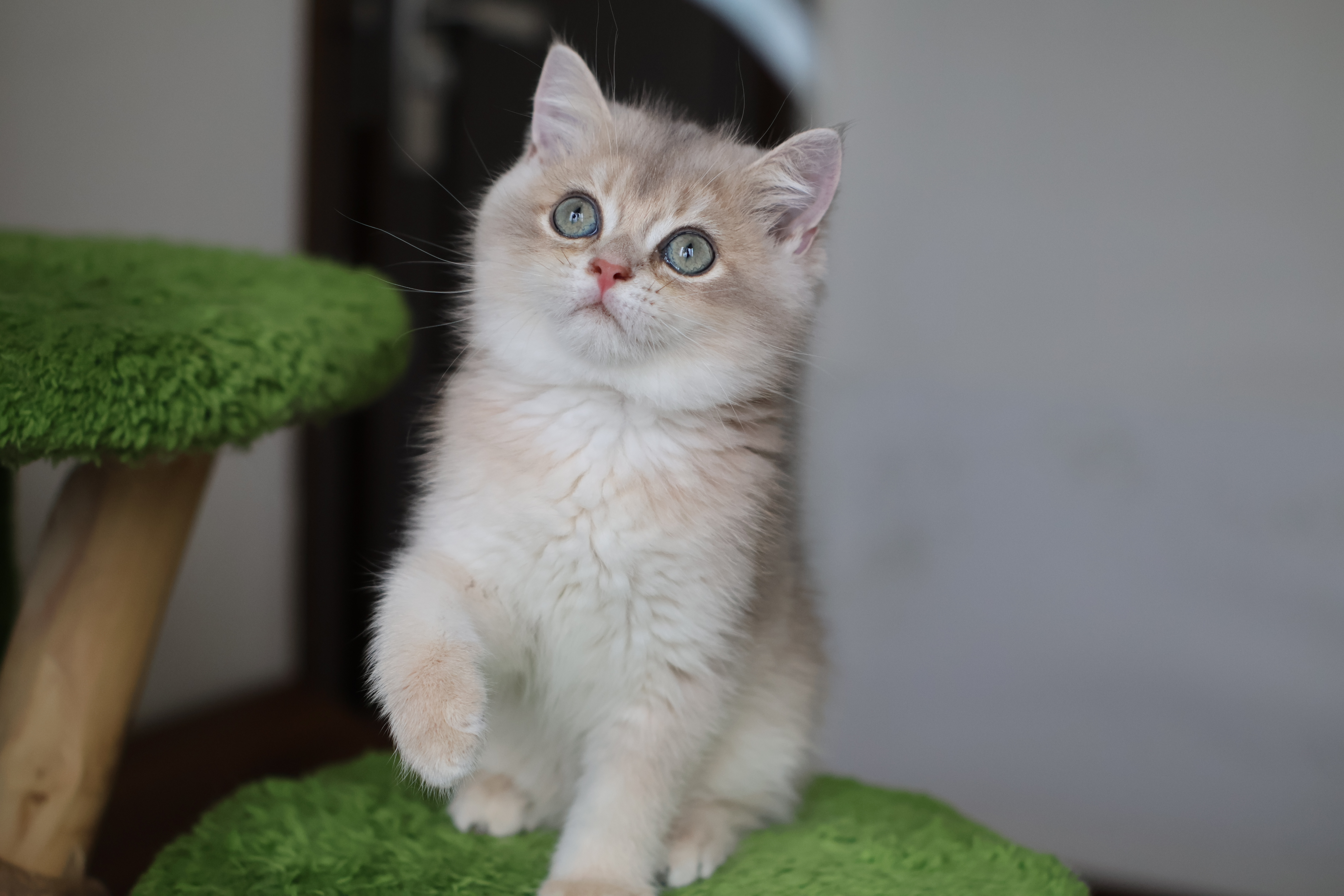 胖meme小屋