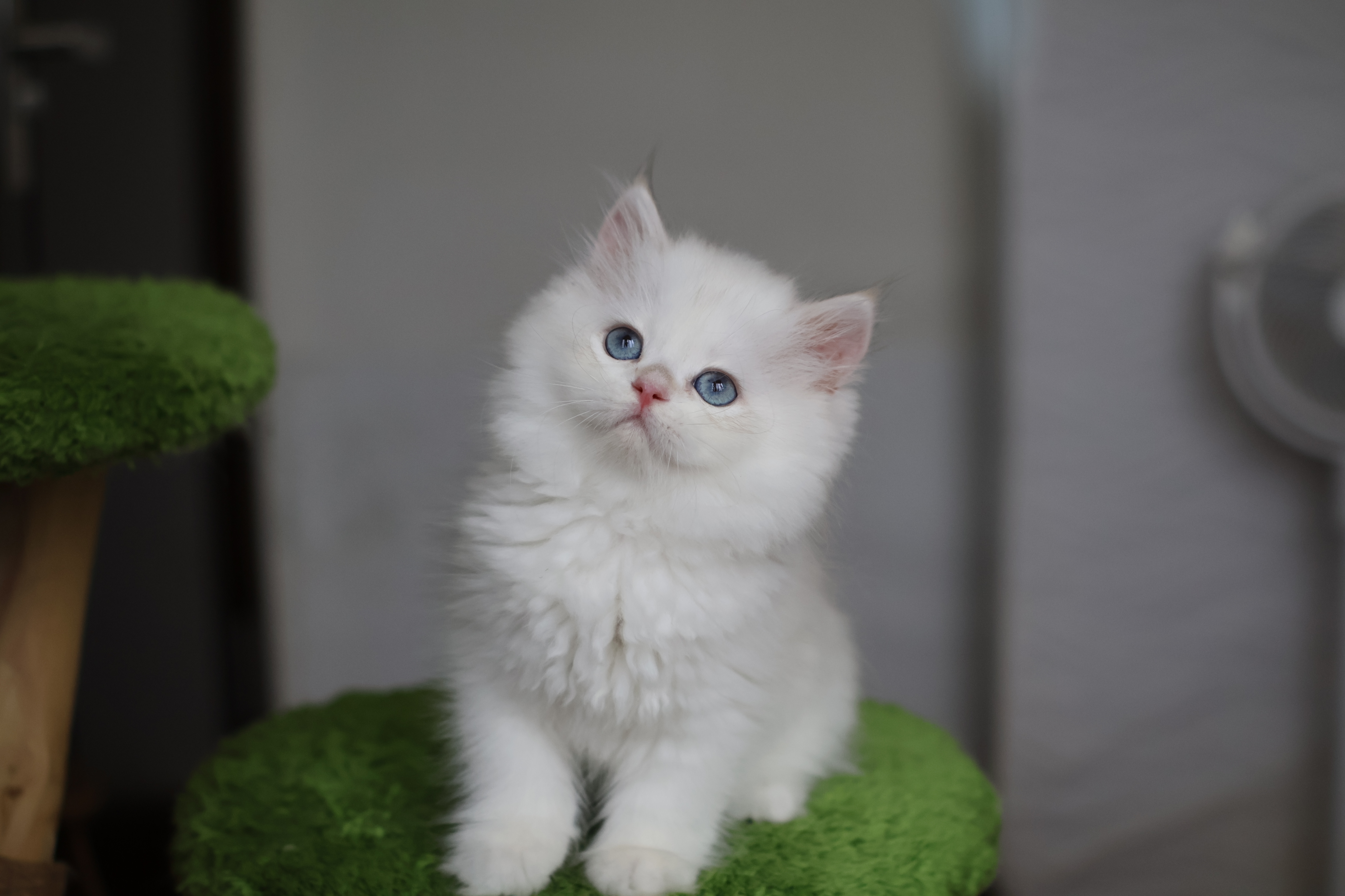 棉花 5