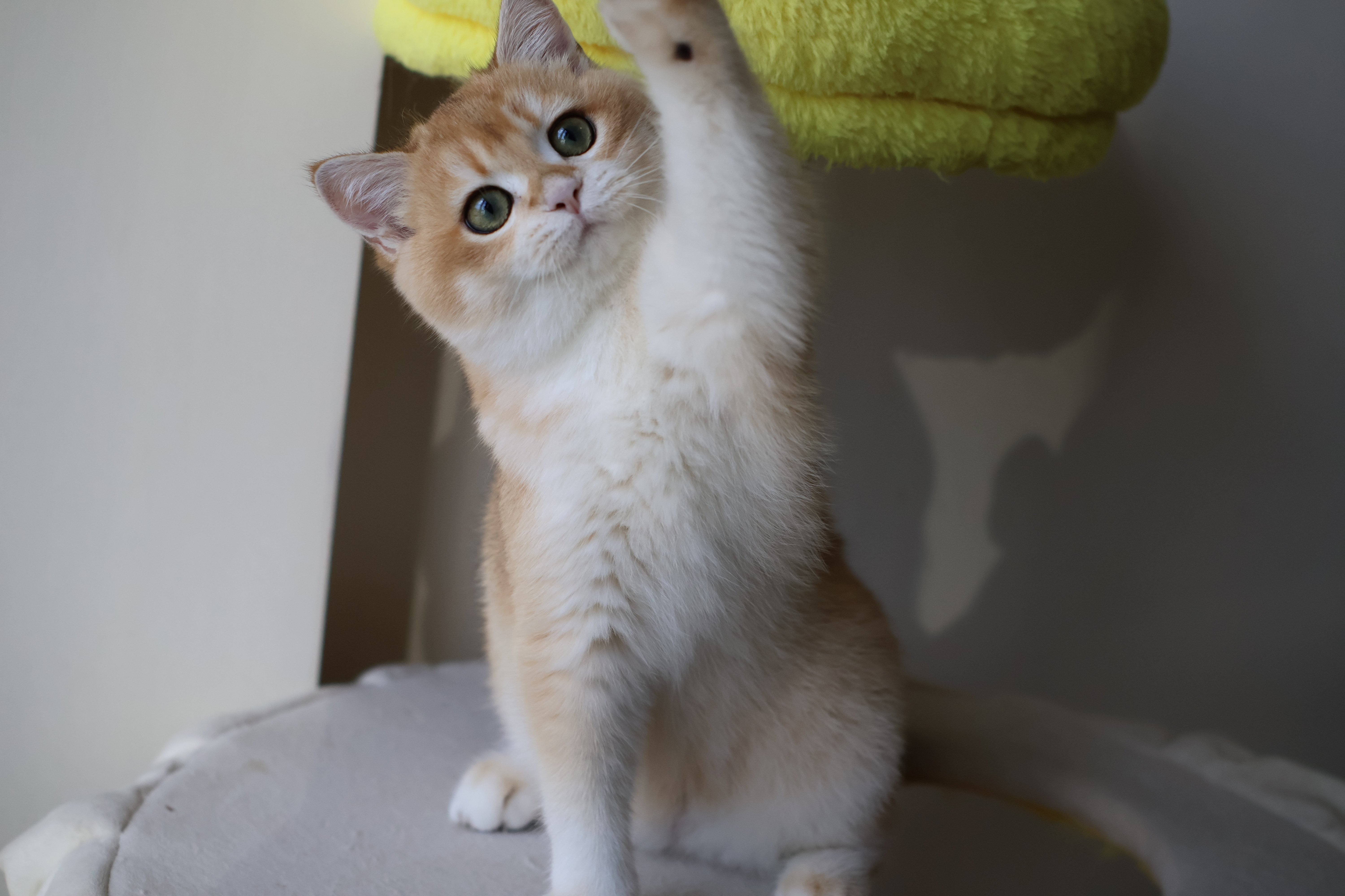 煊煊