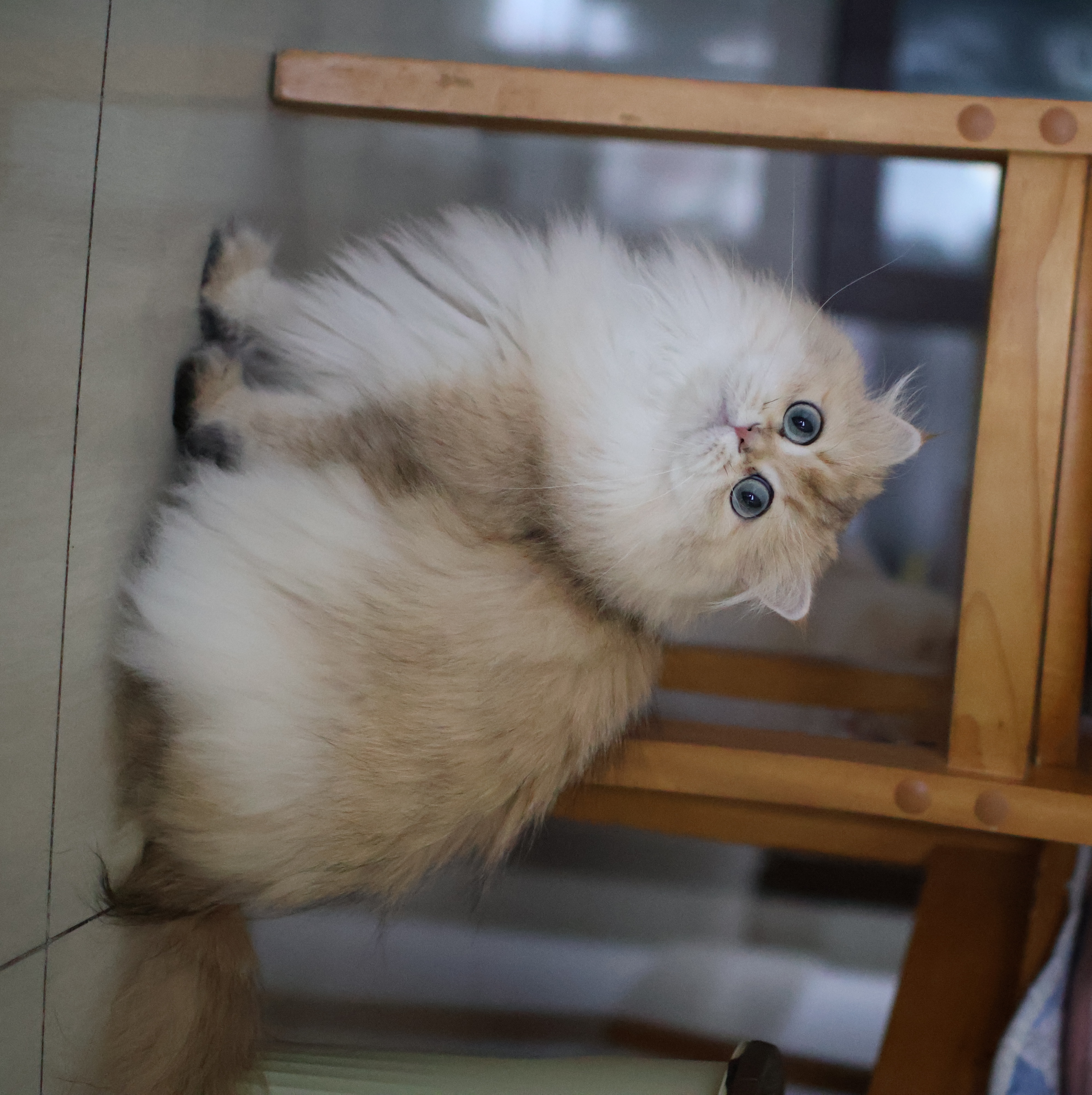 糖糖