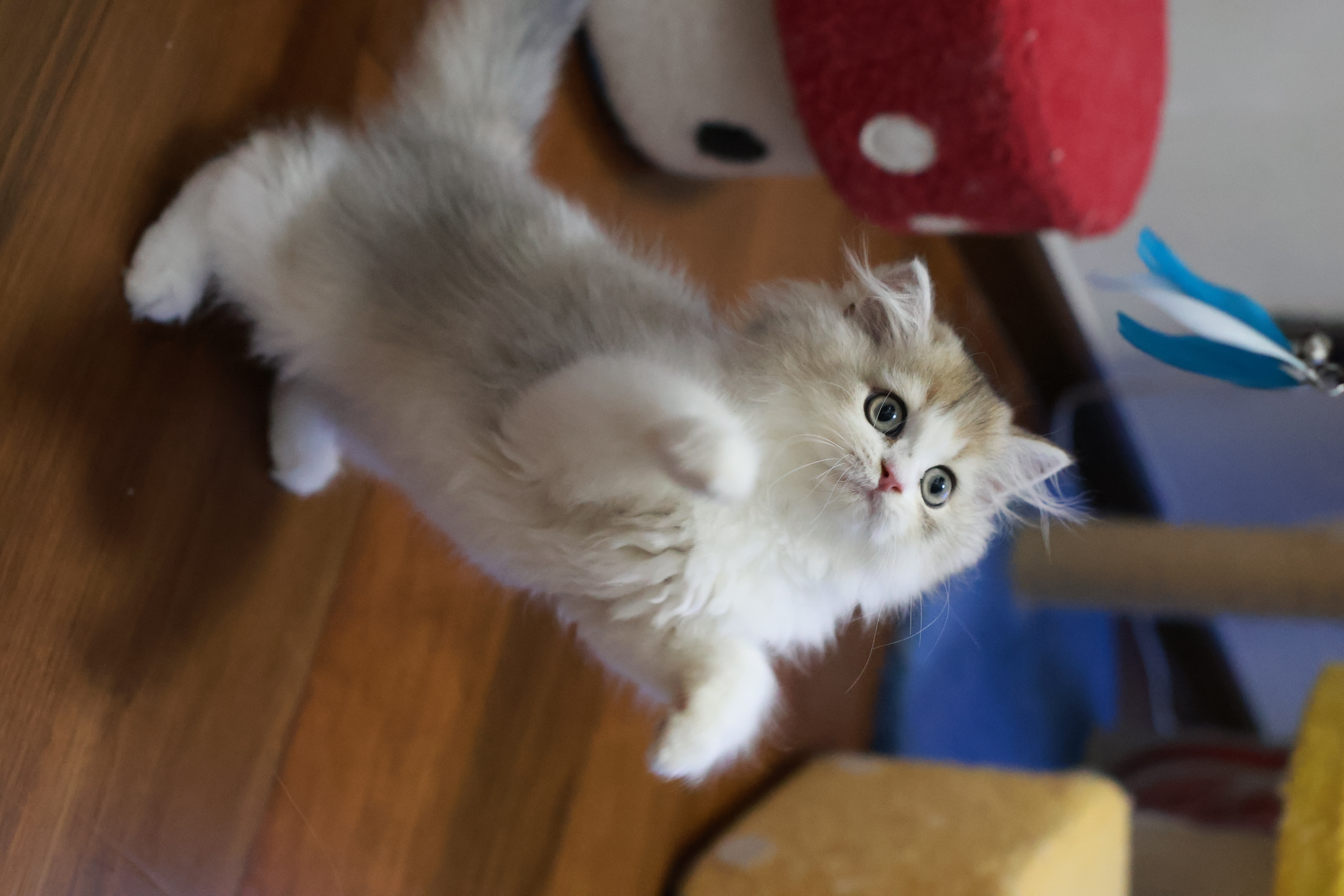 小猪 MM 5