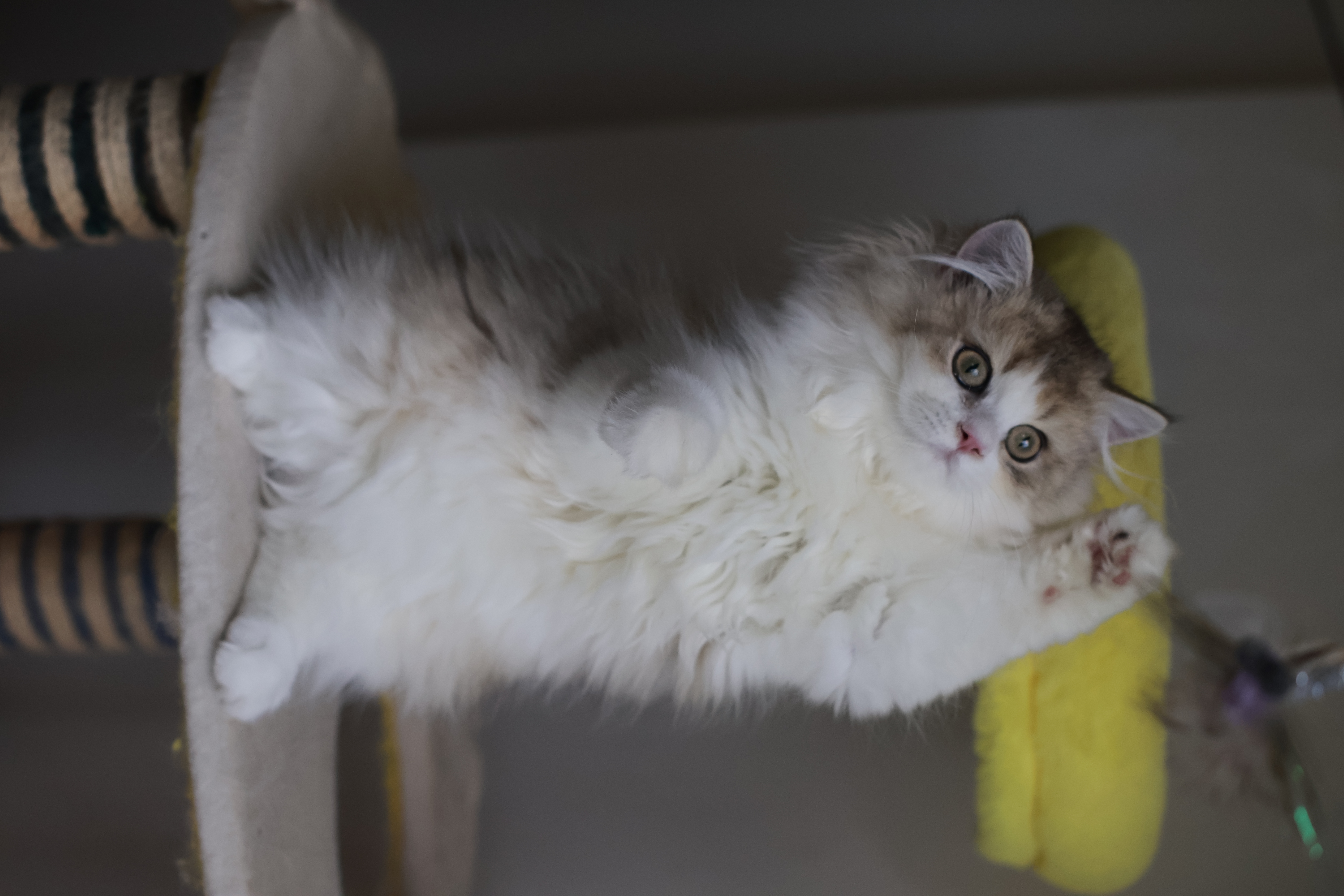小猪 MM 2