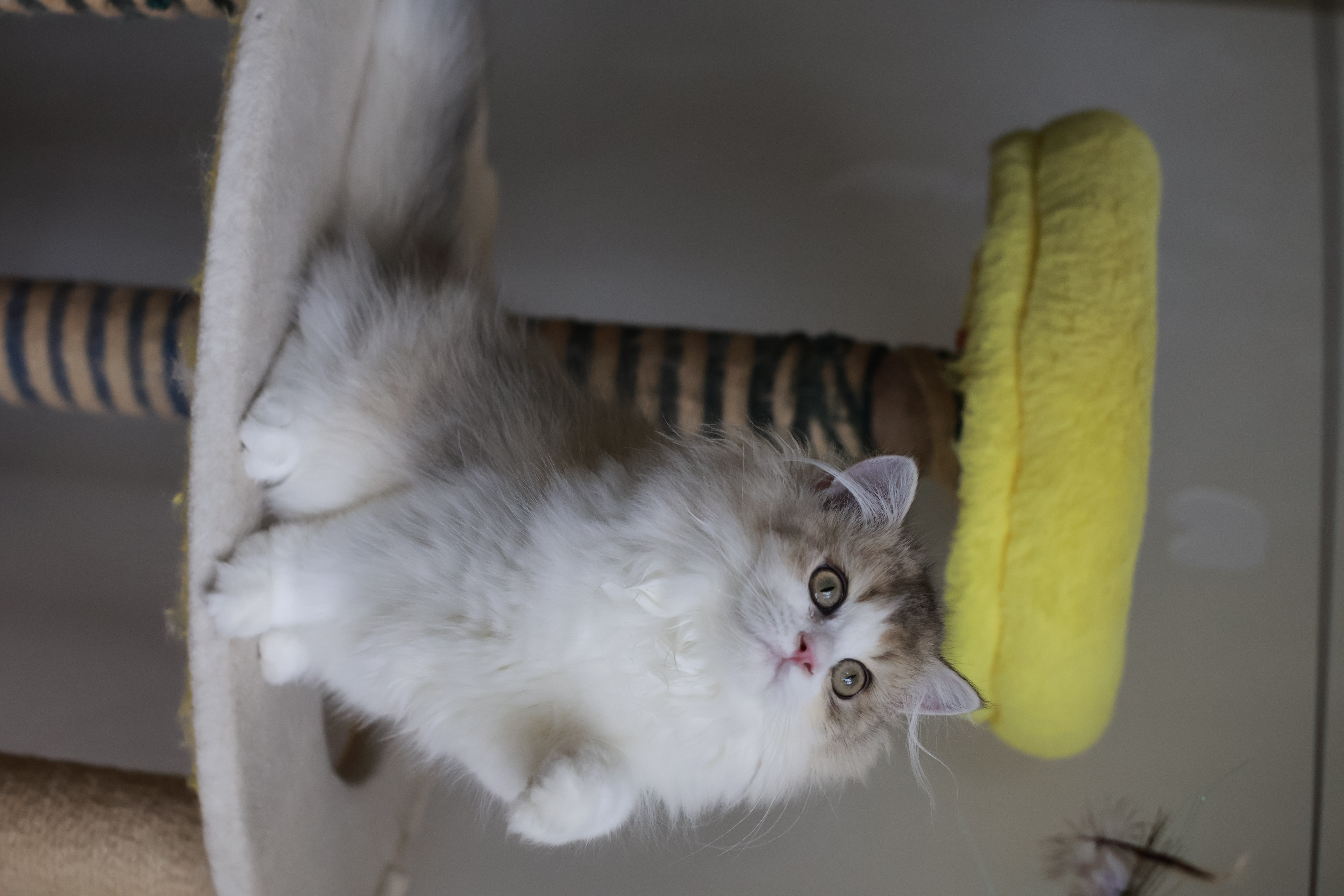 小猪 MM 4
