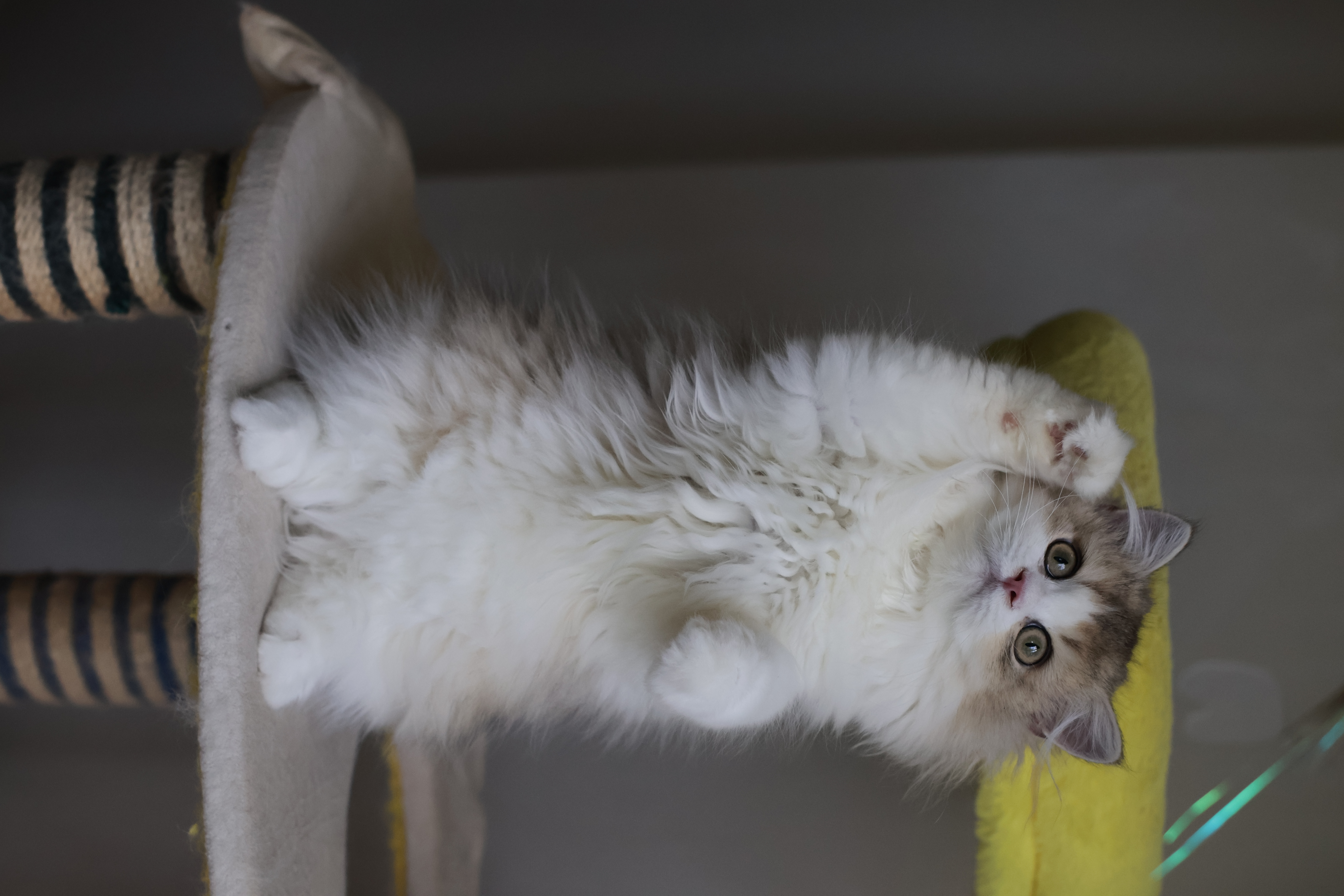 小猪 MM 3