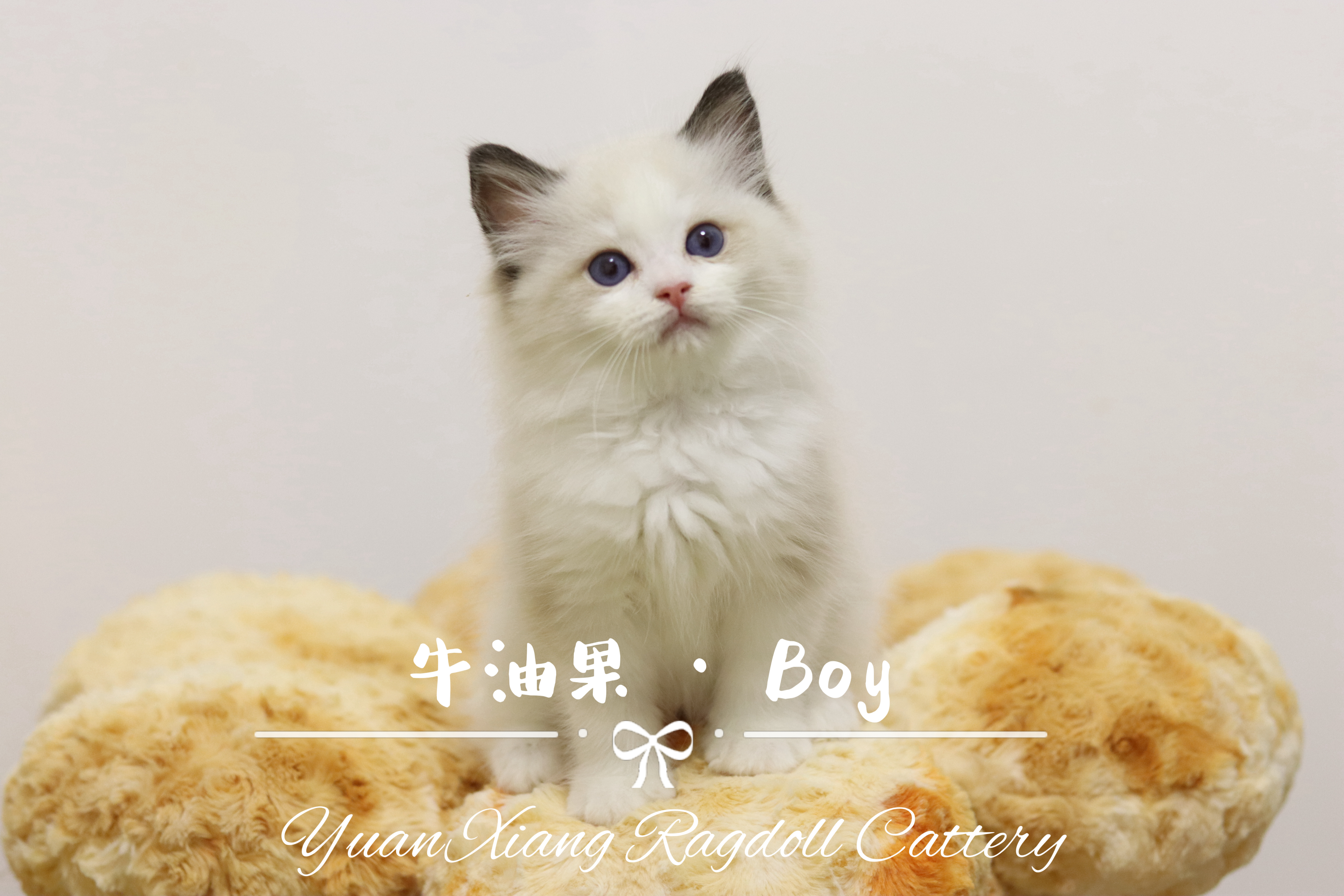 园香布偶猫舍