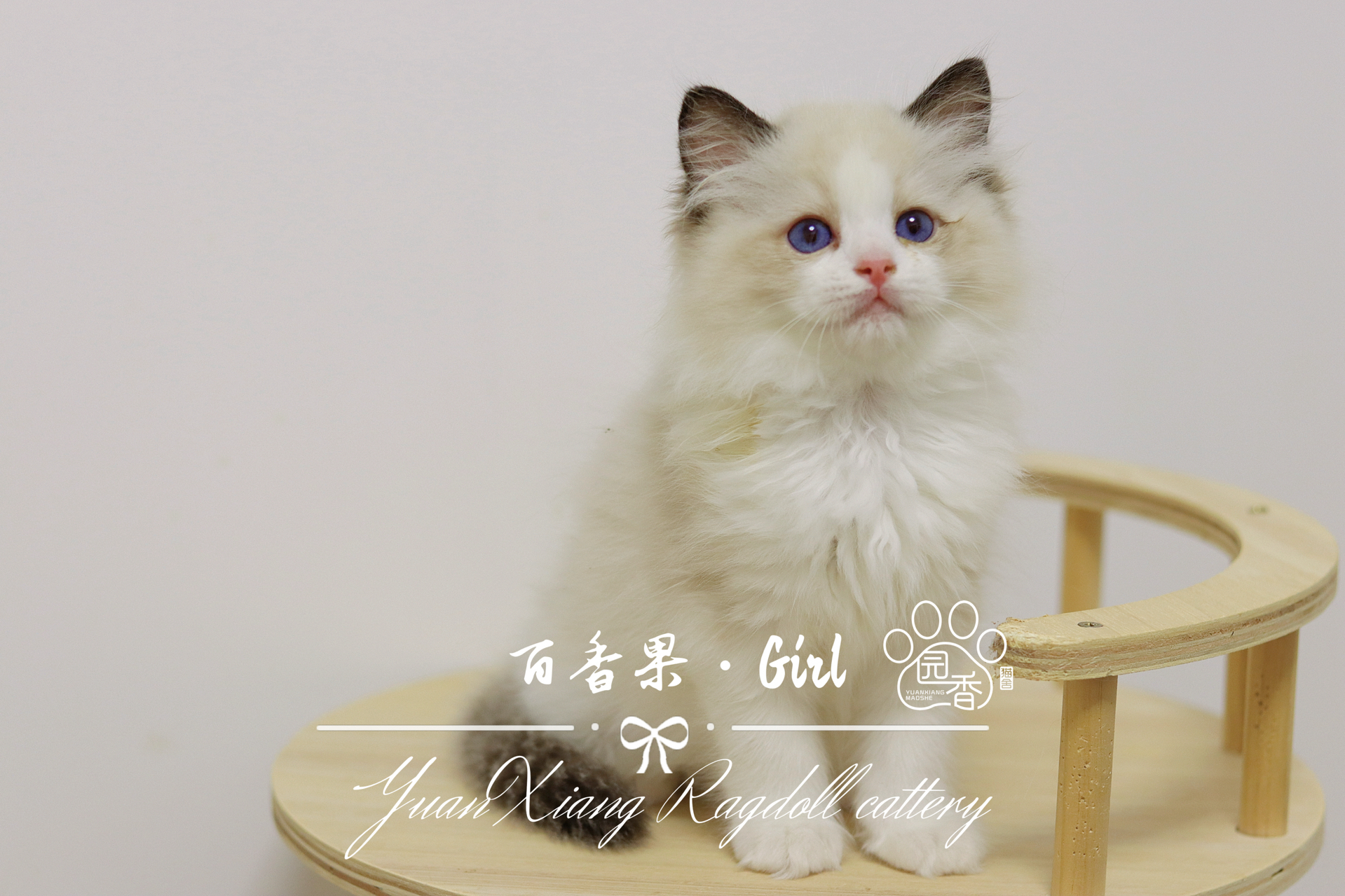 百香果