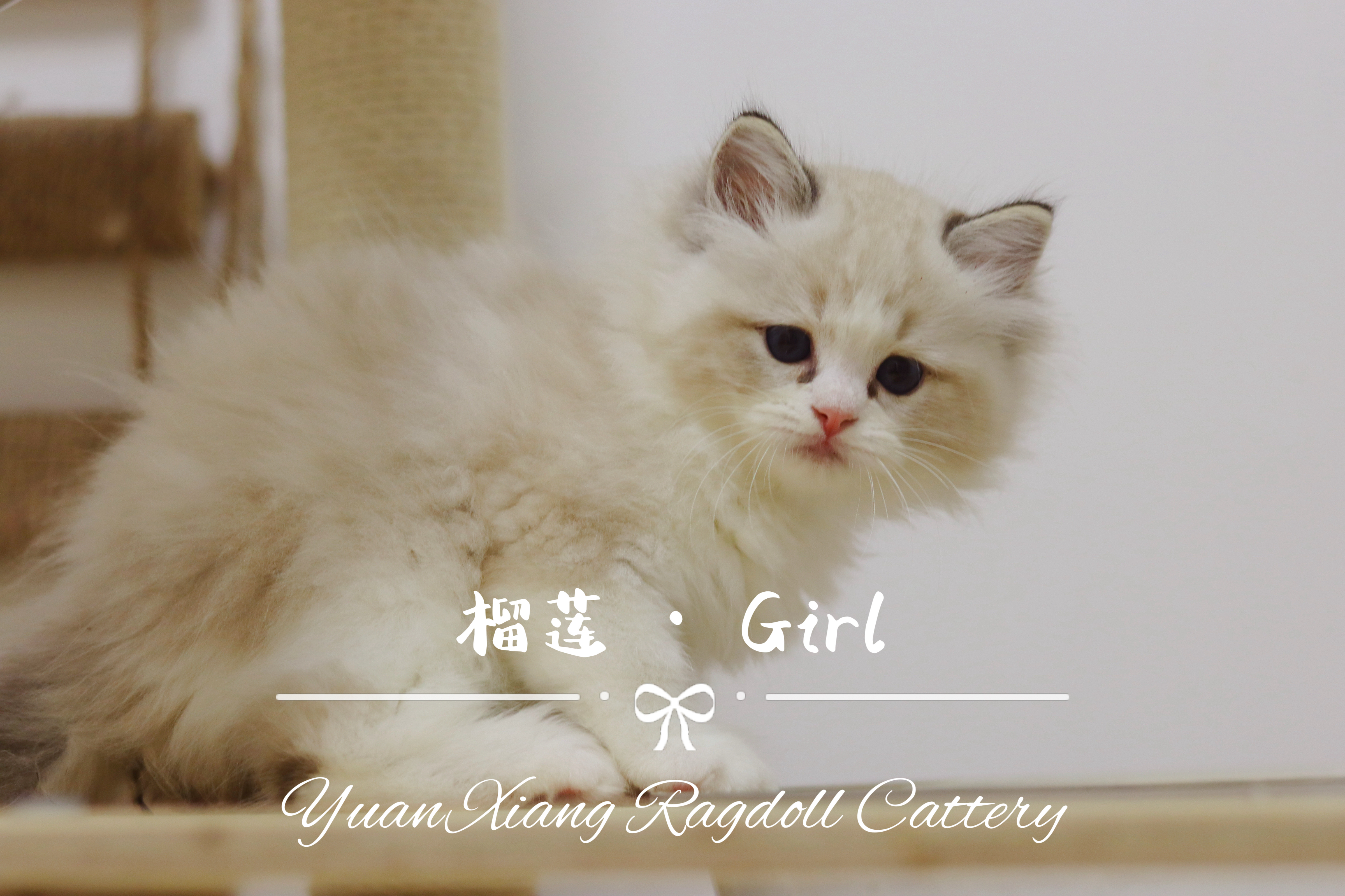 榴莲 2