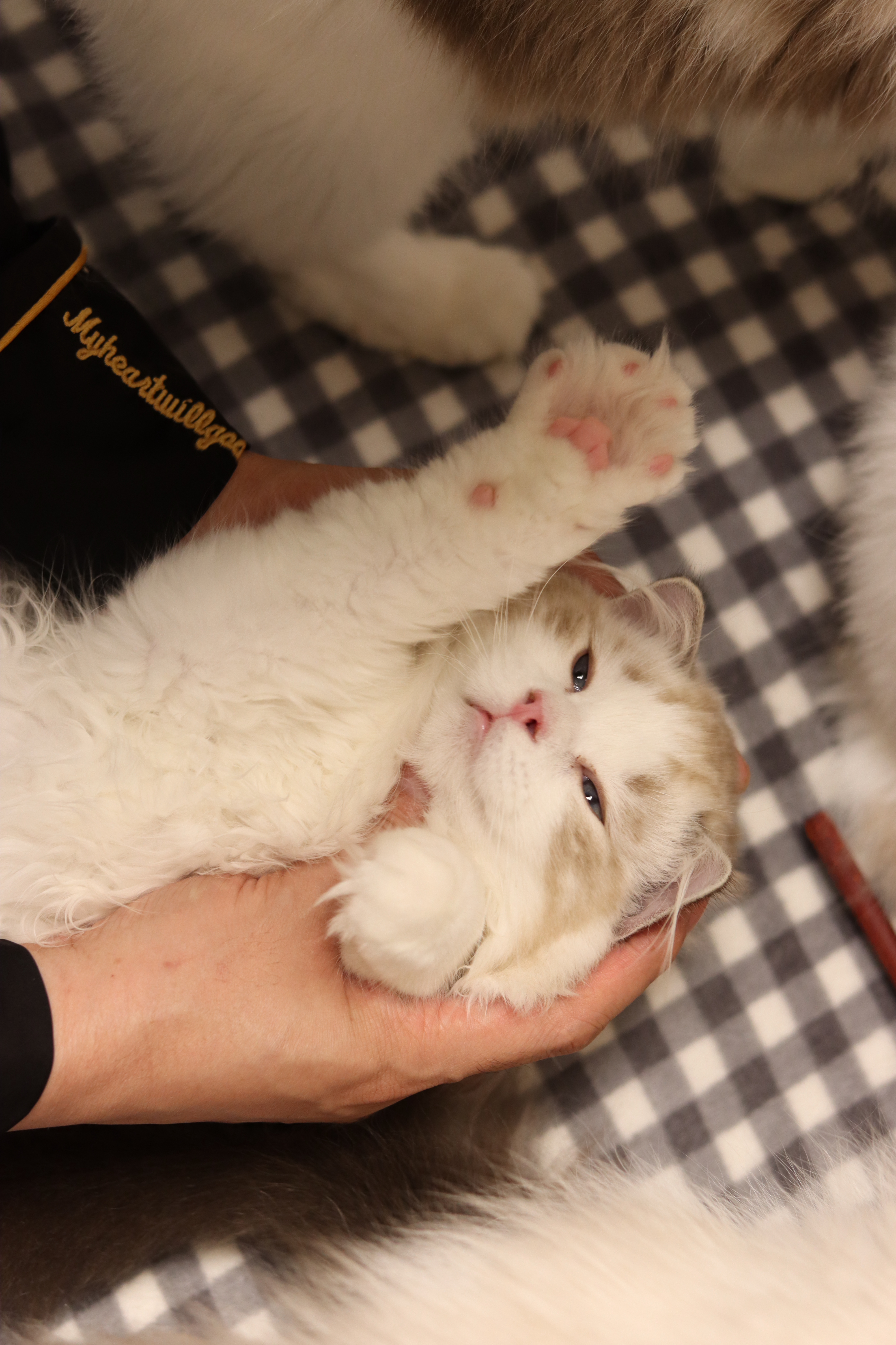 园香布偶猫舍