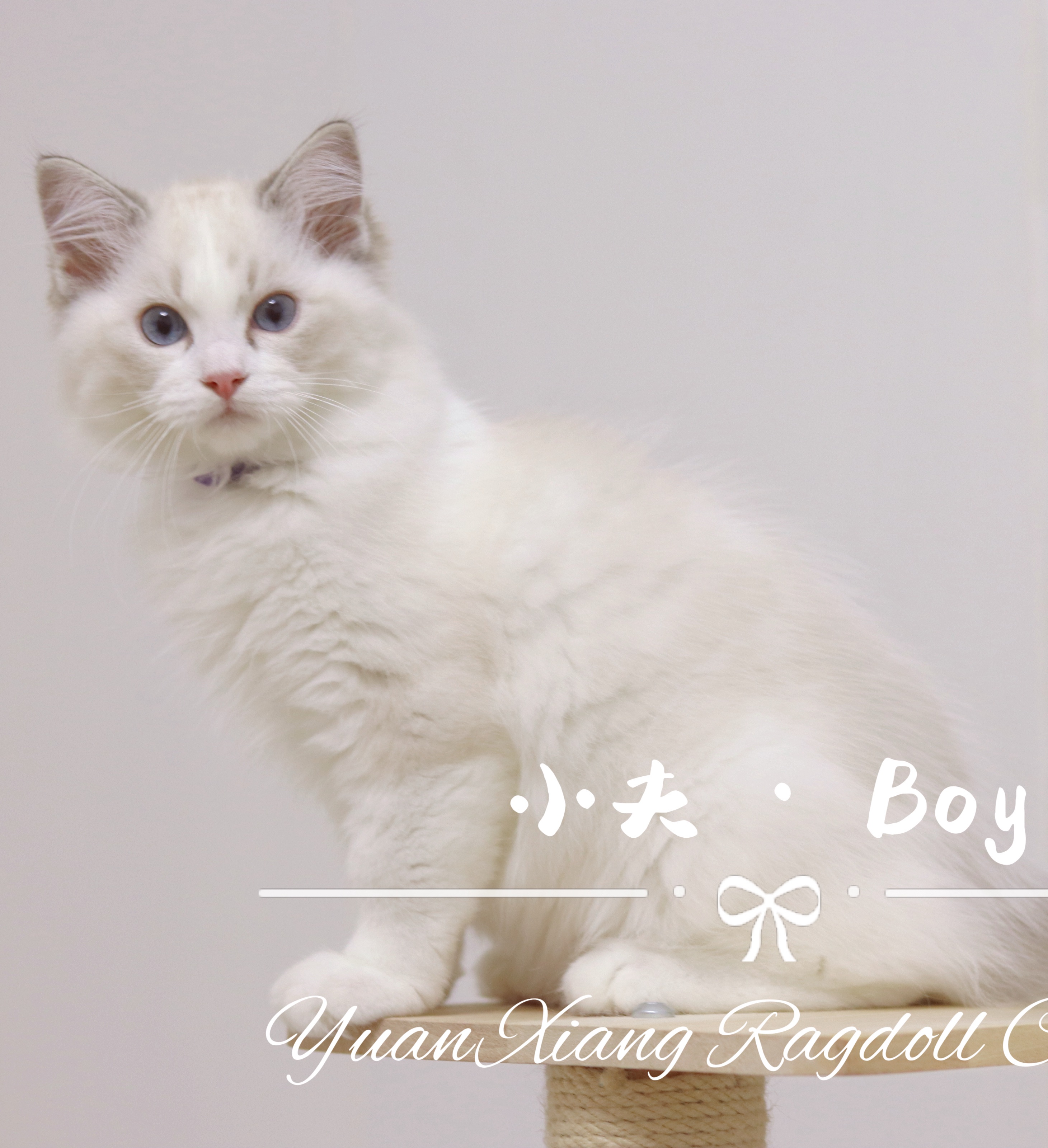 园香布偶猫舍