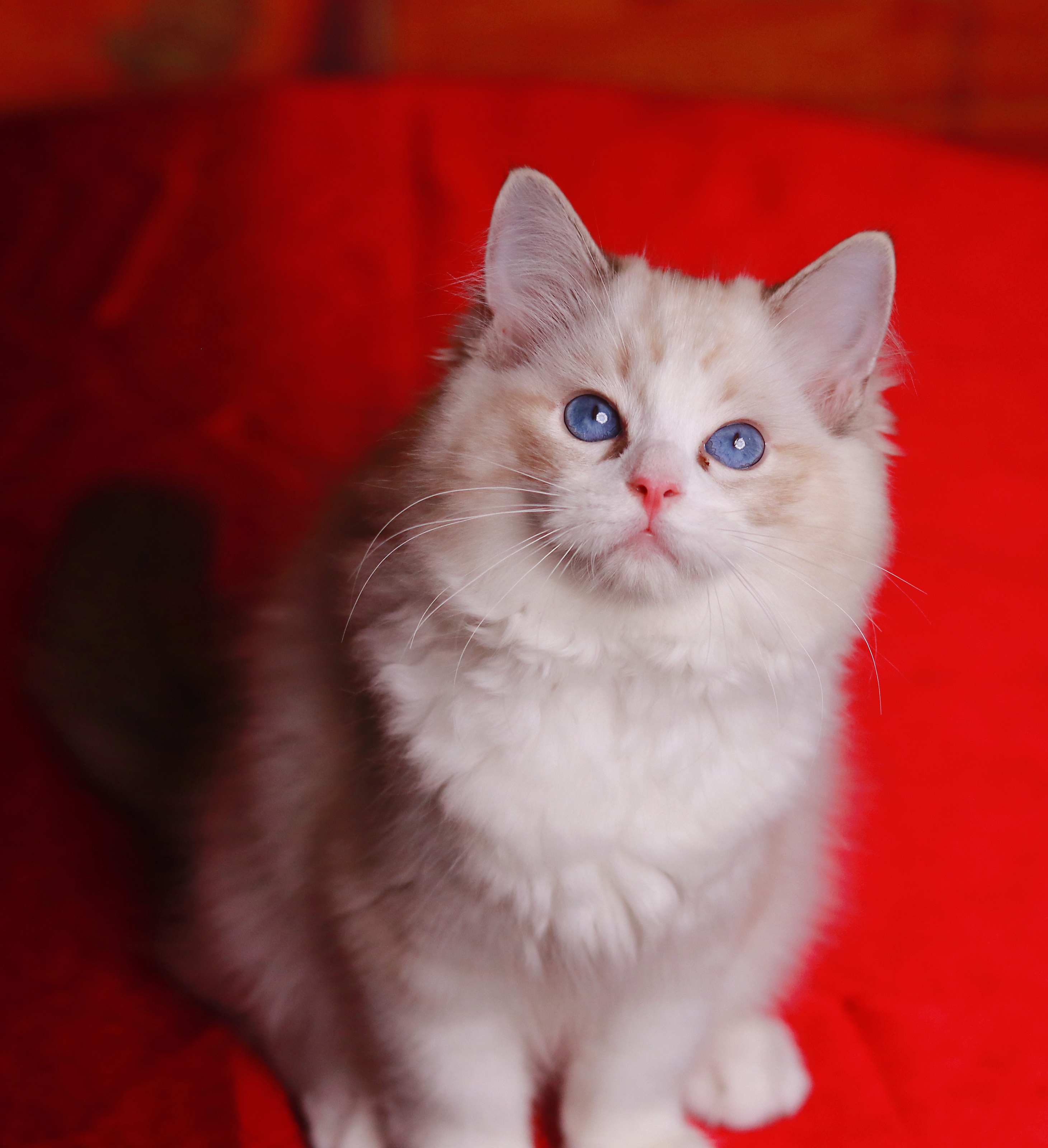 园香布偶猫舍