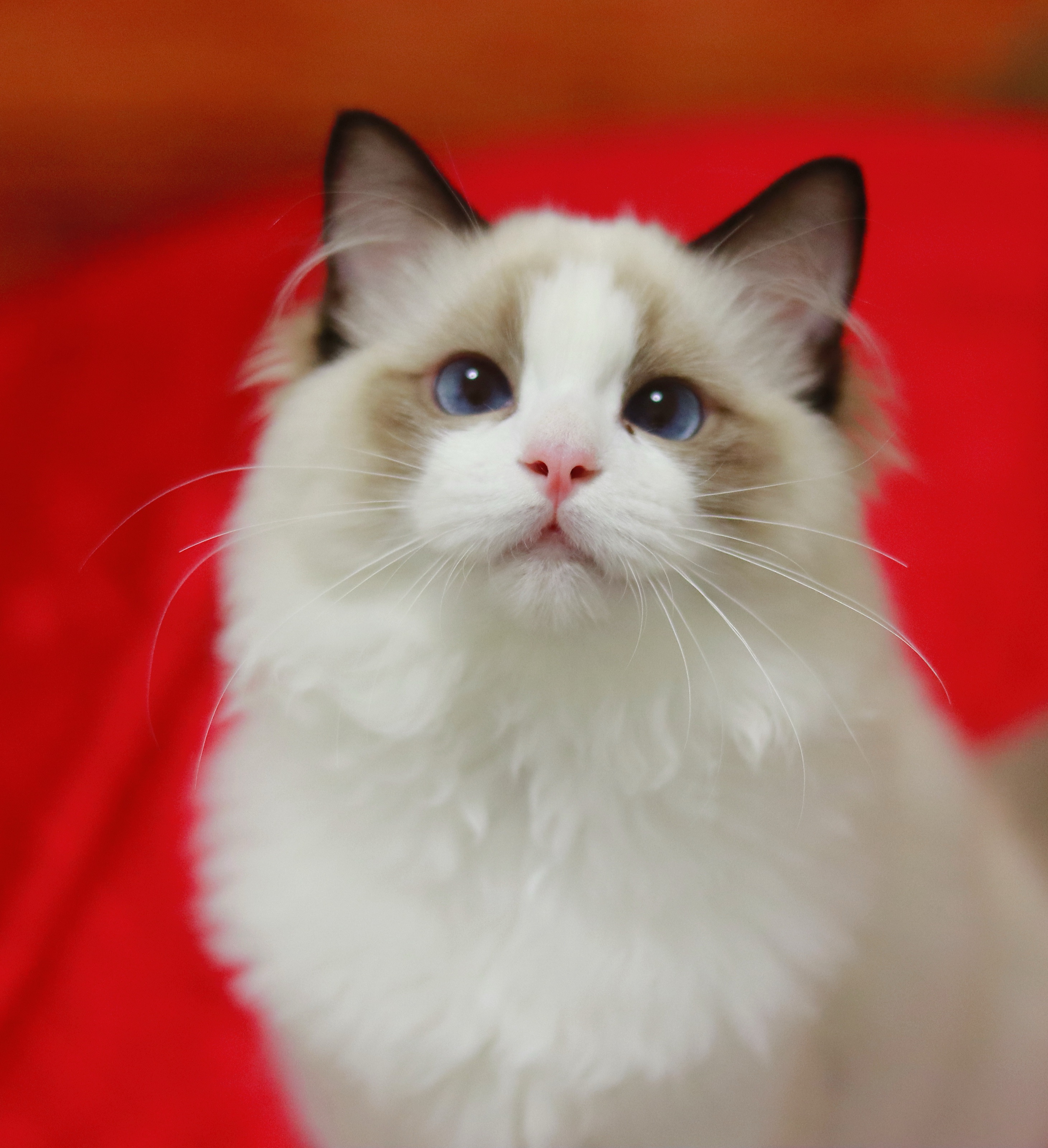 园香布偶猫舍