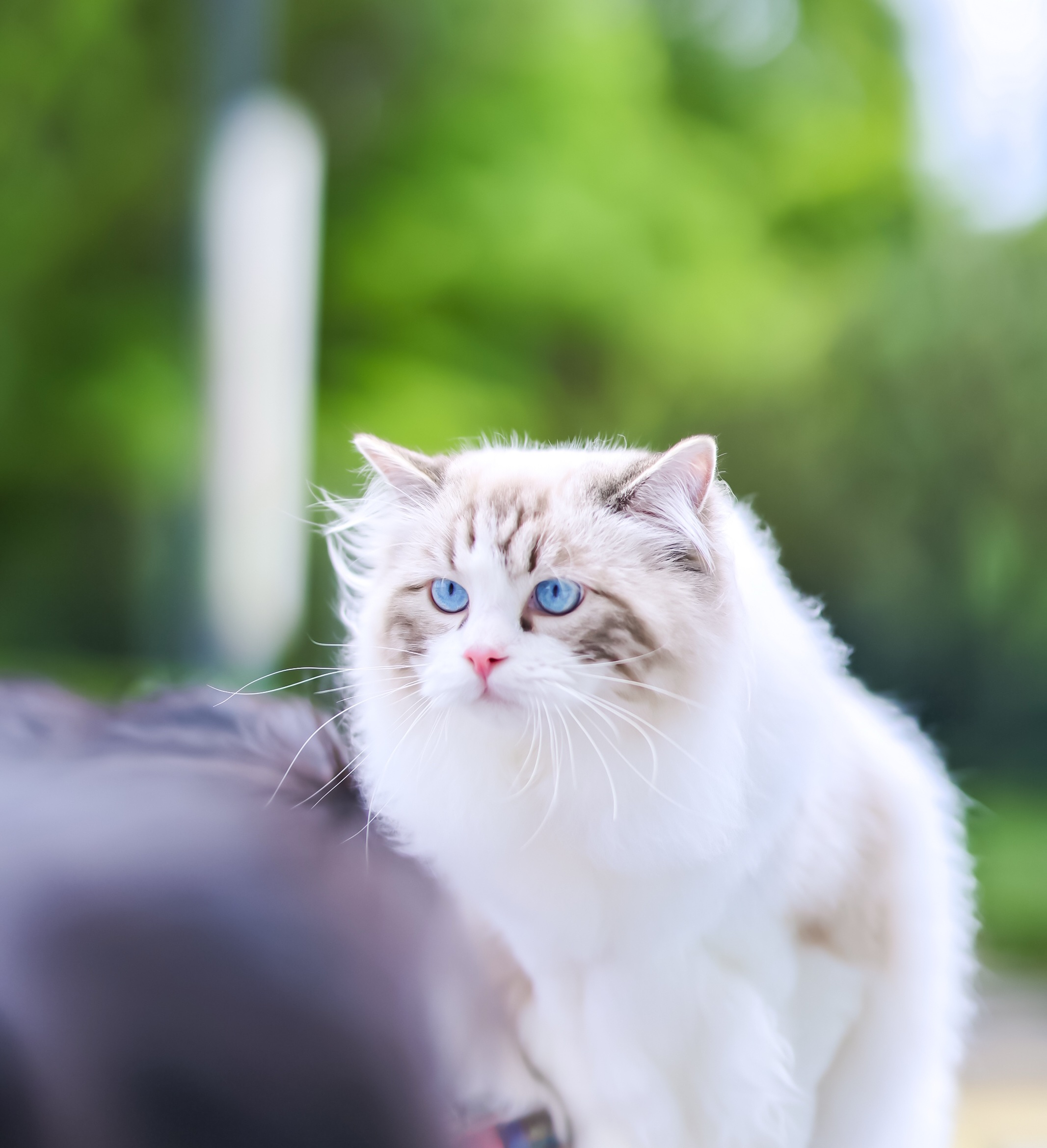 园香布偶猫舍