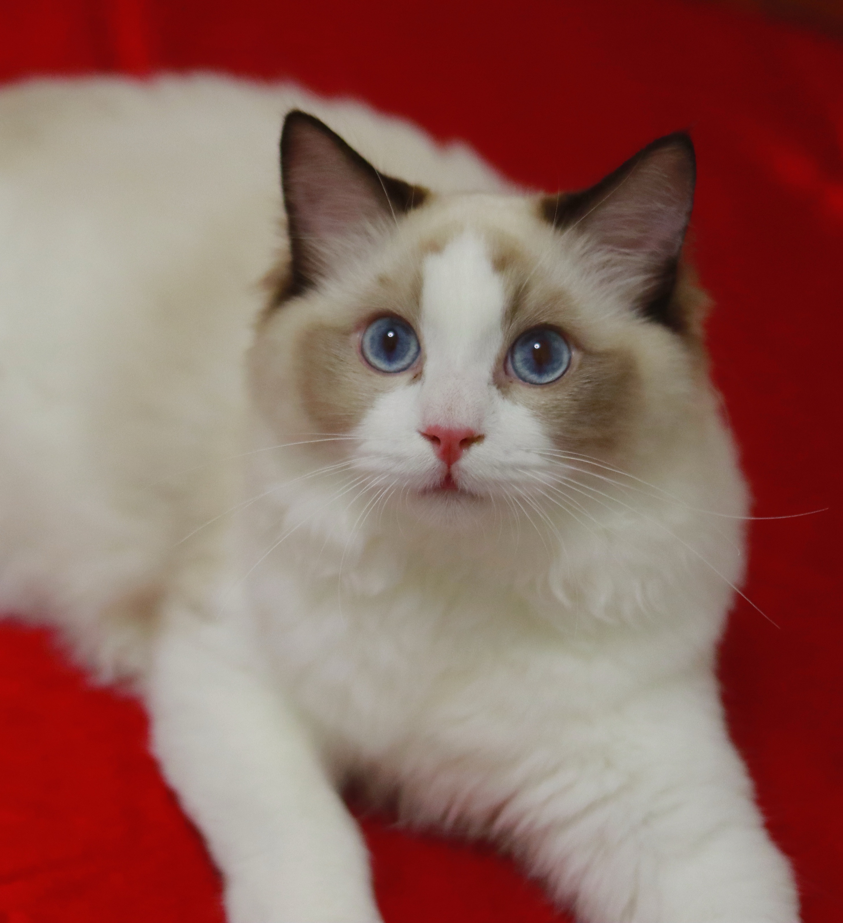 园香布偶猫舍