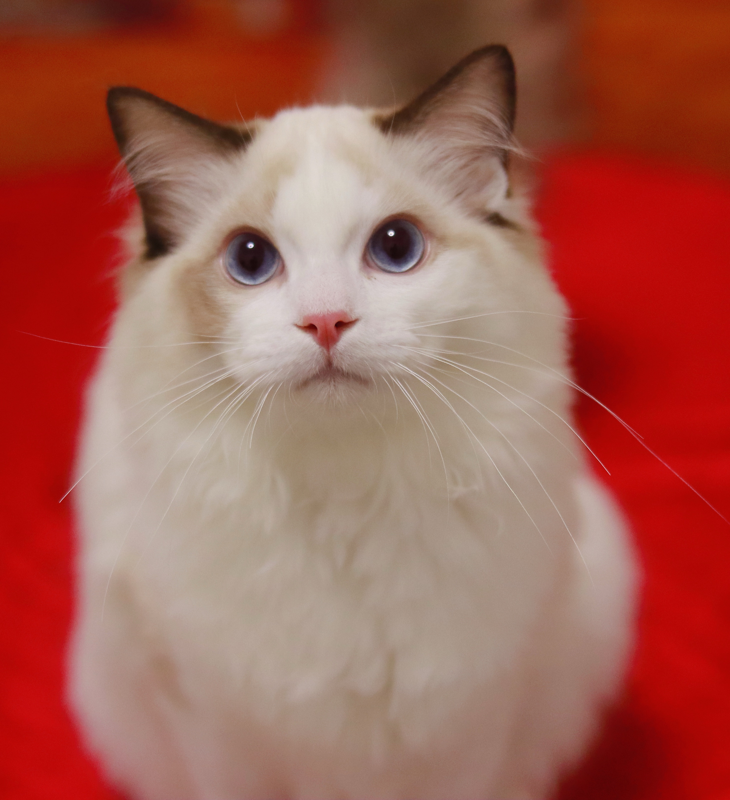 园香布偶猫舍