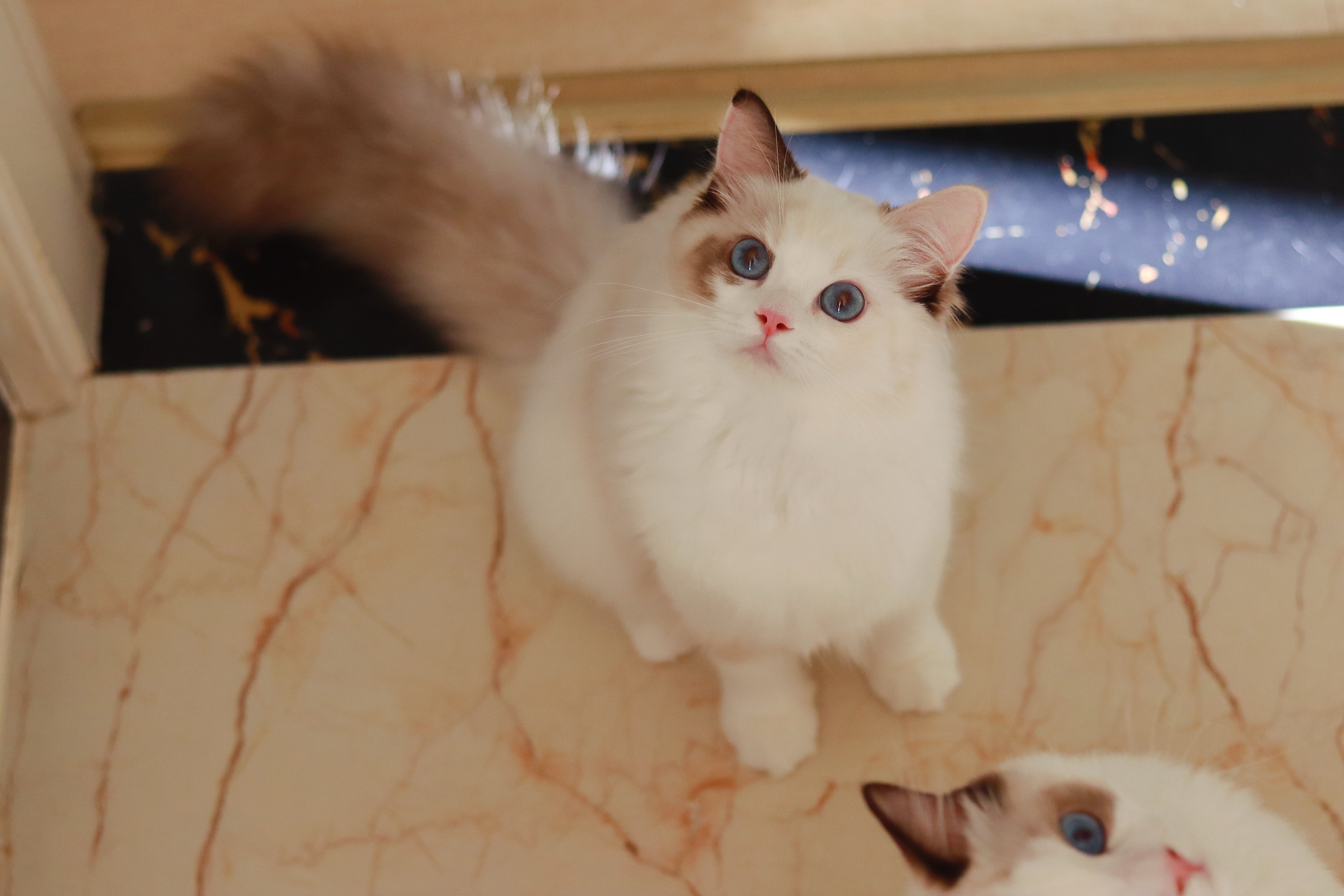 园香布偶猫舍