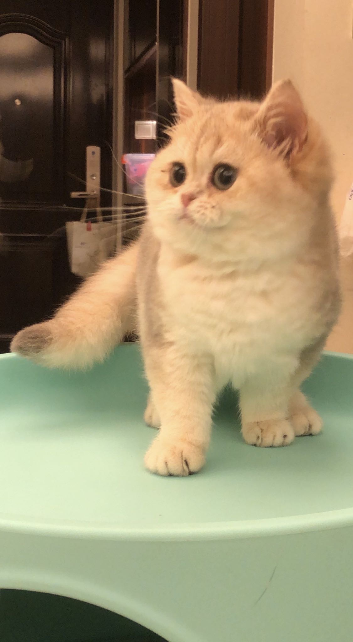 椰果